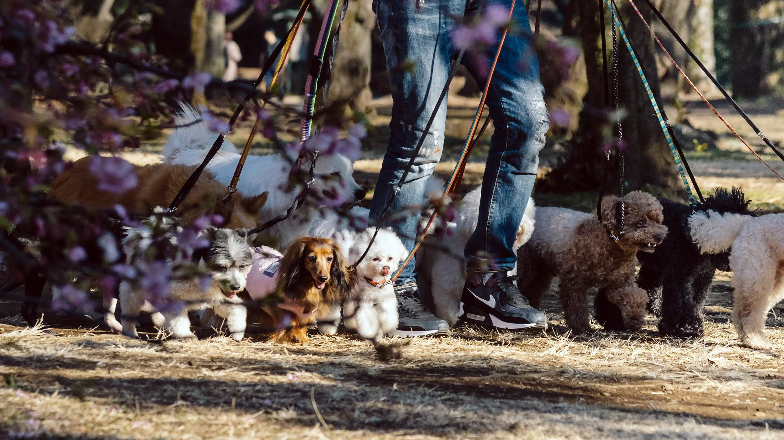 Dog-Walker & Charges, Yoyogi Park, Tokyo, 2020