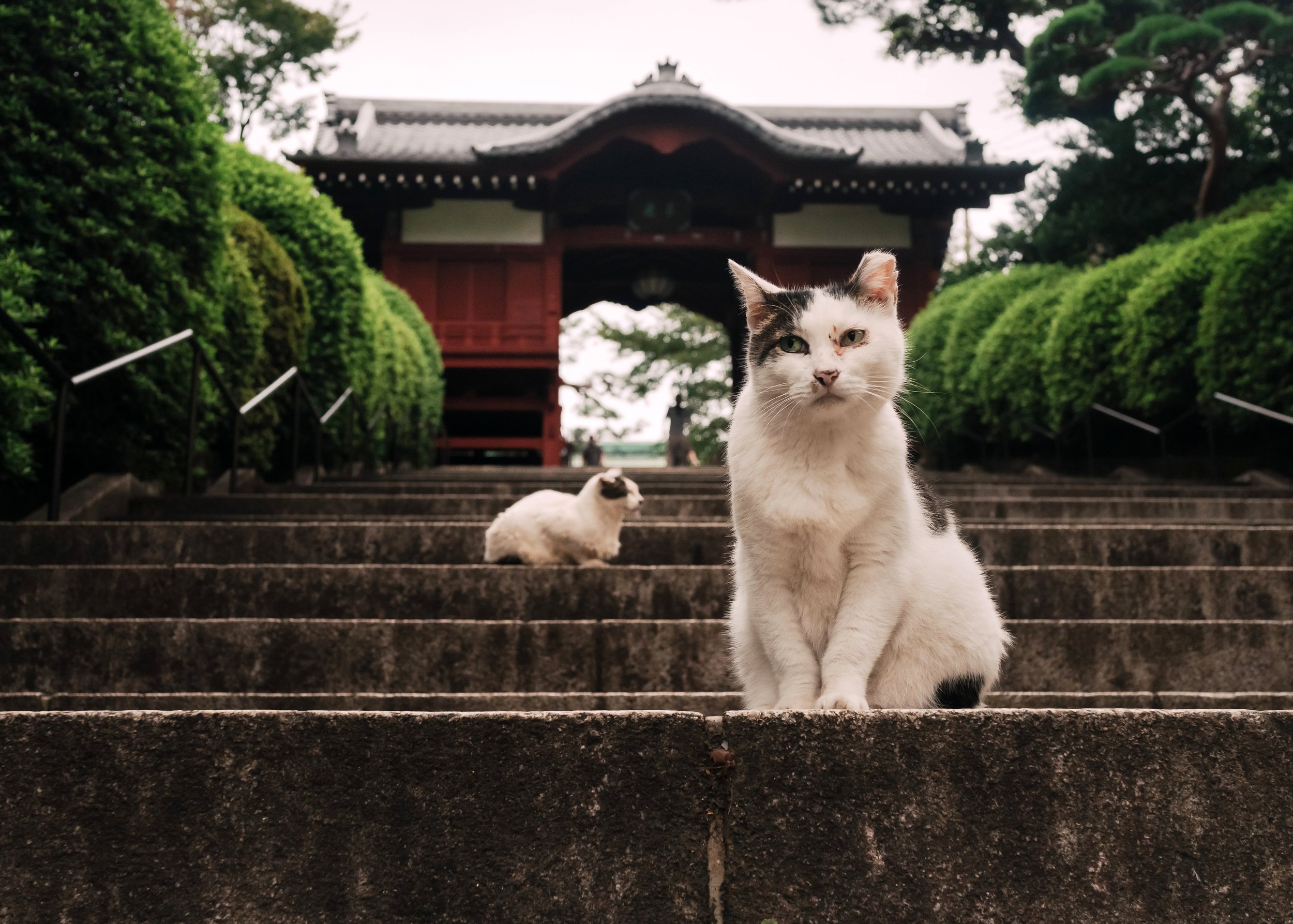 Eyes That Have Seen Some Things, Gokoku Temple, Tokyo, 2019