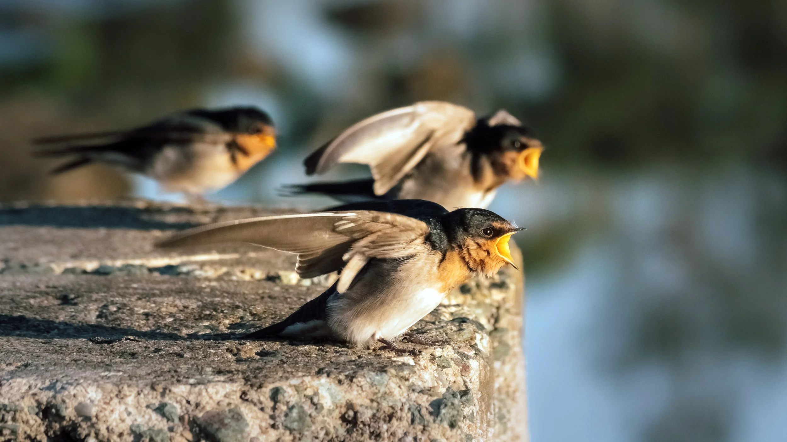 Hungry Welcome Swallow Chicks, Sandgate, Brisbane, 2017