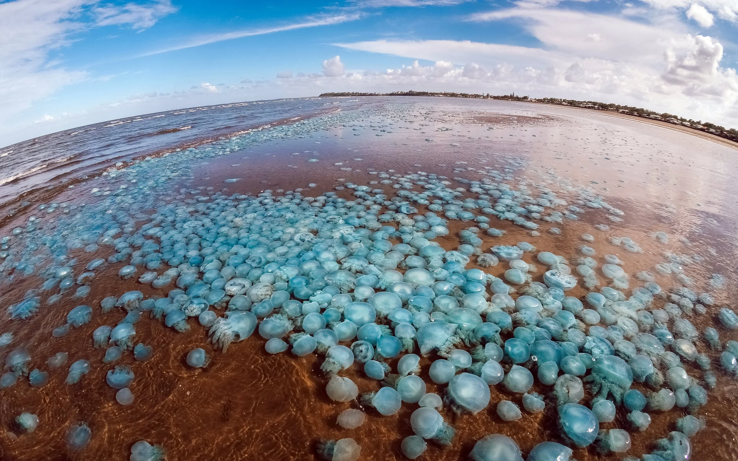 In Bloom: Blue Blubber Jellyfish in Sandgate, Brisbane, 2015