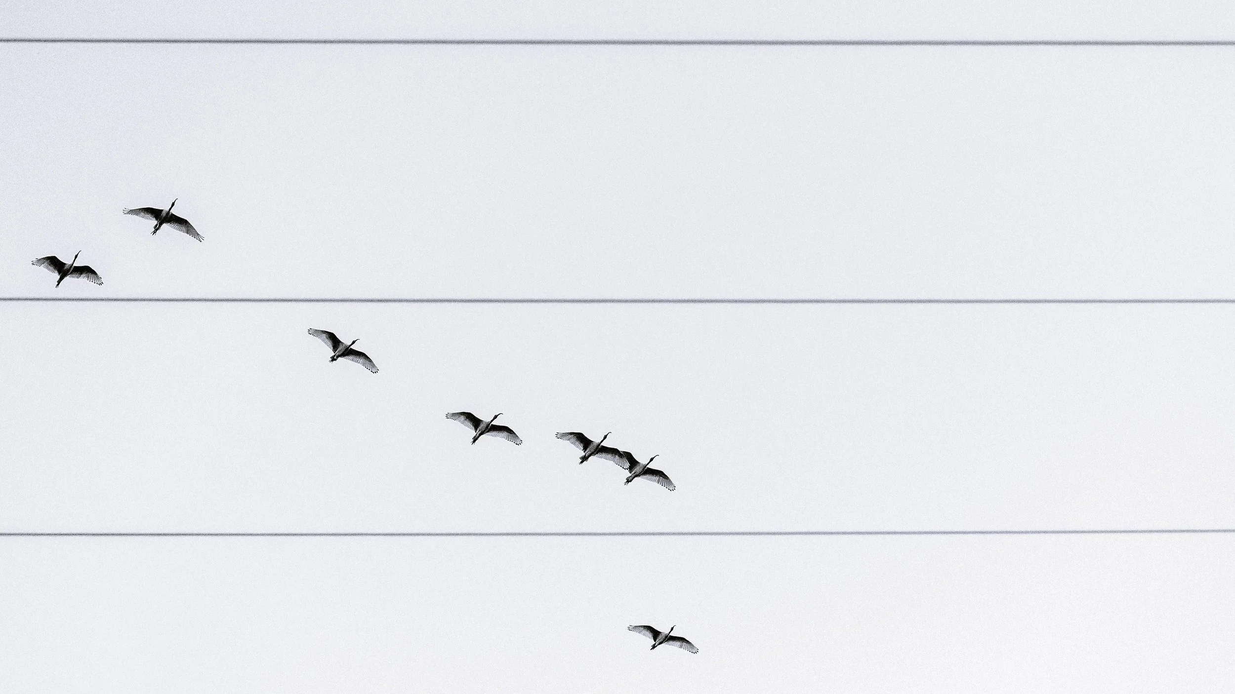 Ibises & Wires #1, Deagon, Brisbane, 2018