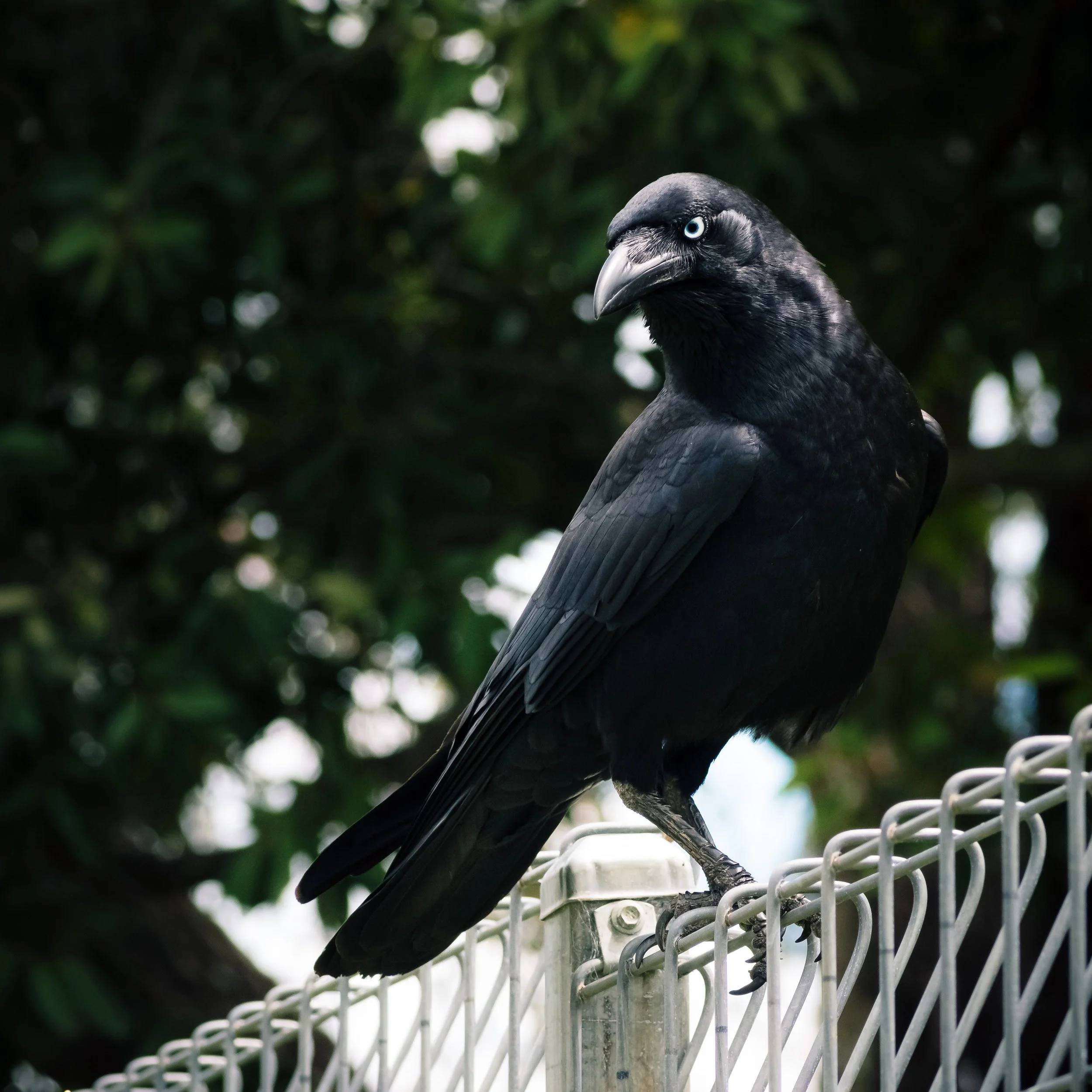 Imperious Torresian Crow, Deagon, Brisbane, 2017