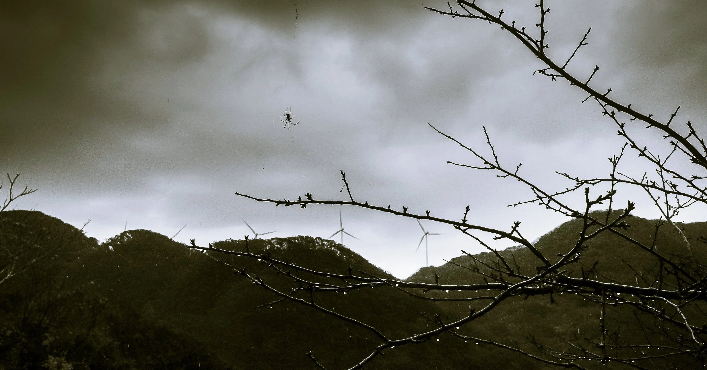 Good Morning, Spider, Izu, Japan, 2019