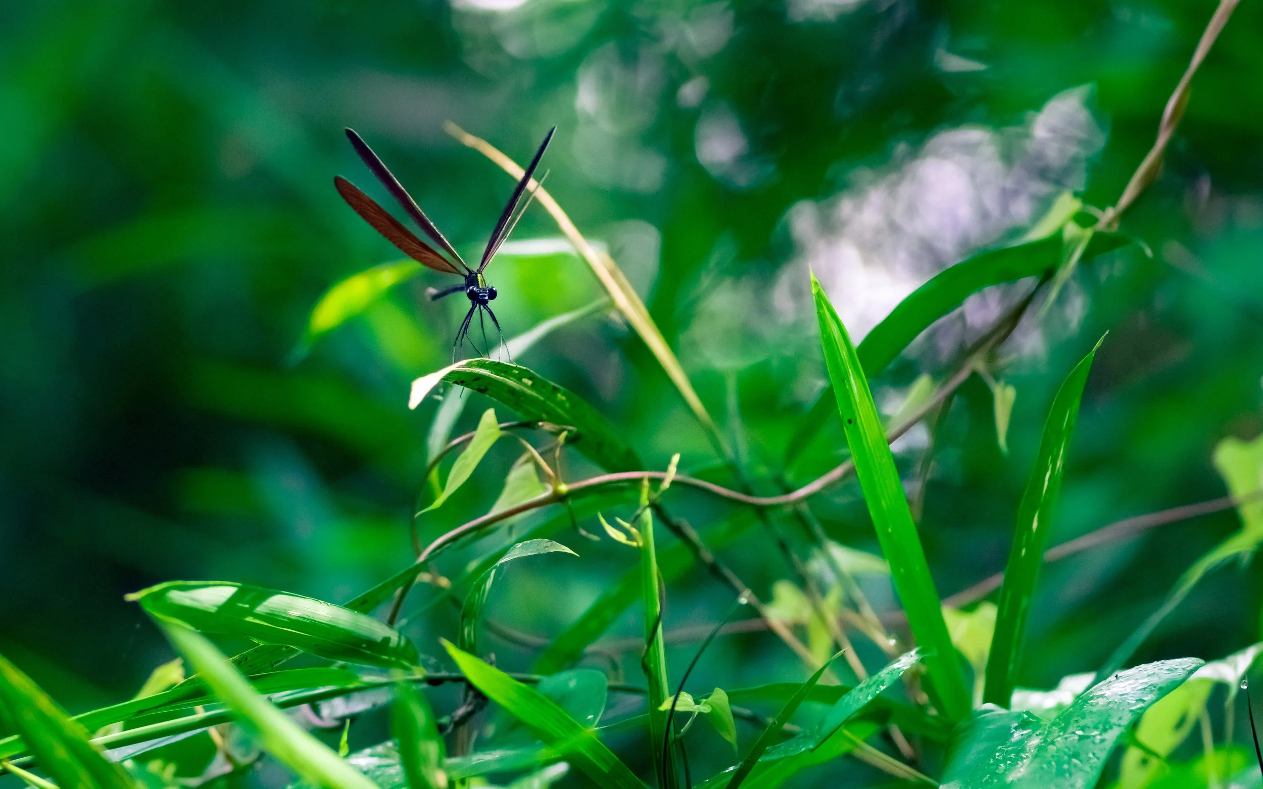 Damselfly in Steamy Summer Woods, Hachioji, Tokyo, 2022