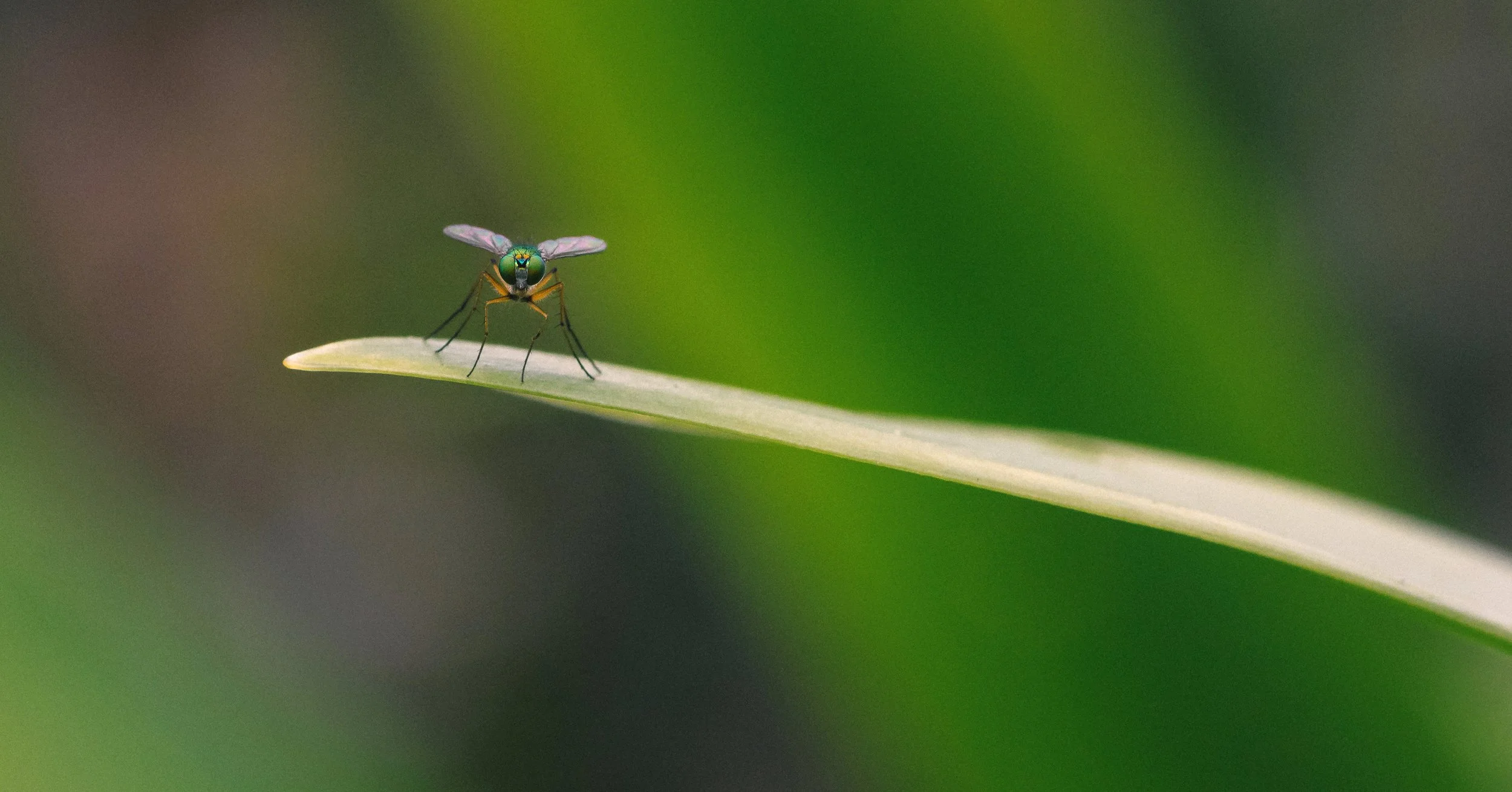 Guardian of the Agapanthus Leaf, Sandgate, Brisbane, 2019