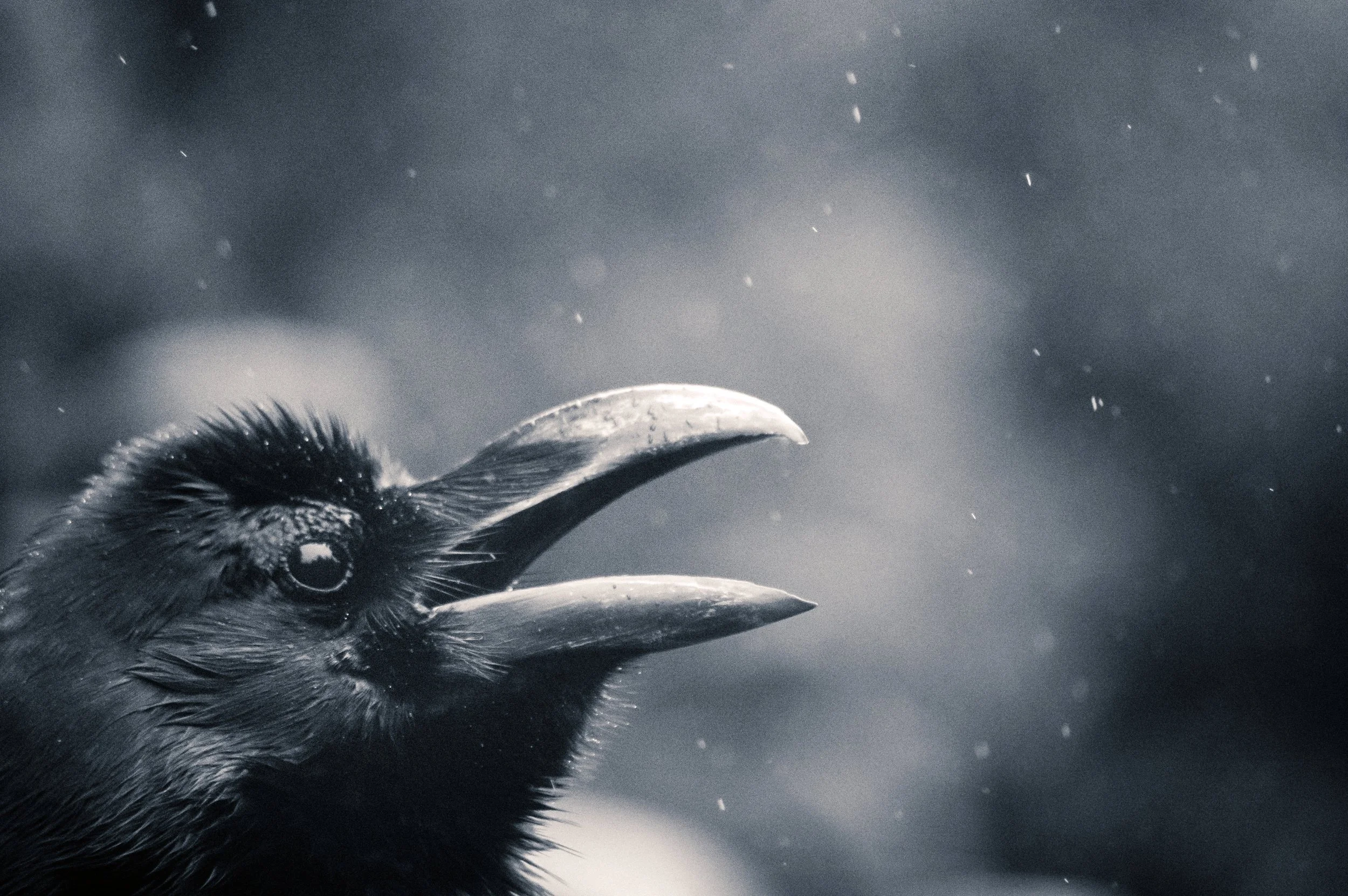 Raindrops on Crow Feathers #2, Tokyo, 2019
