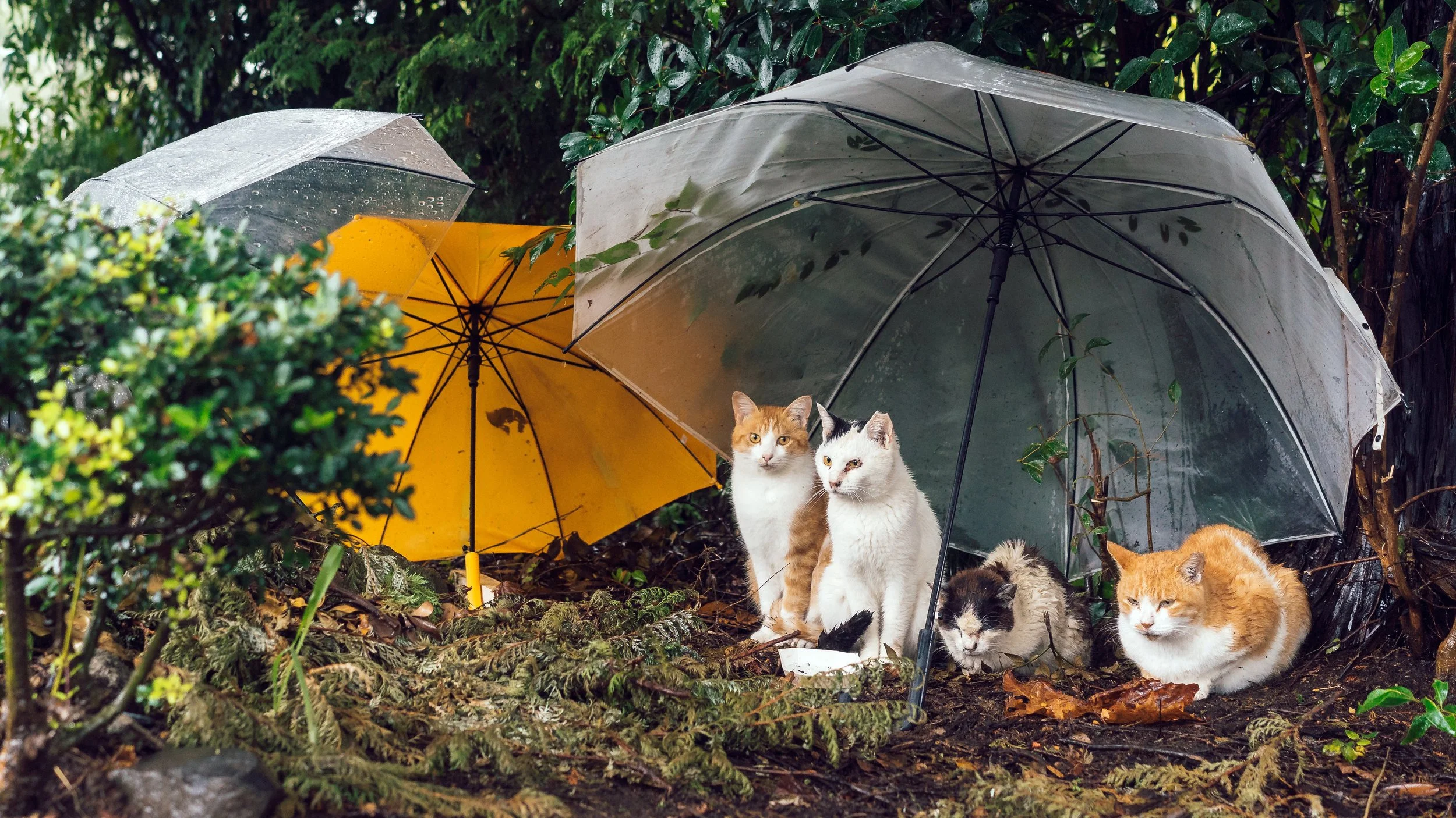 Cemetery Strays & Donated Umbrellas, Zōshigaya, Tokyo, 2019