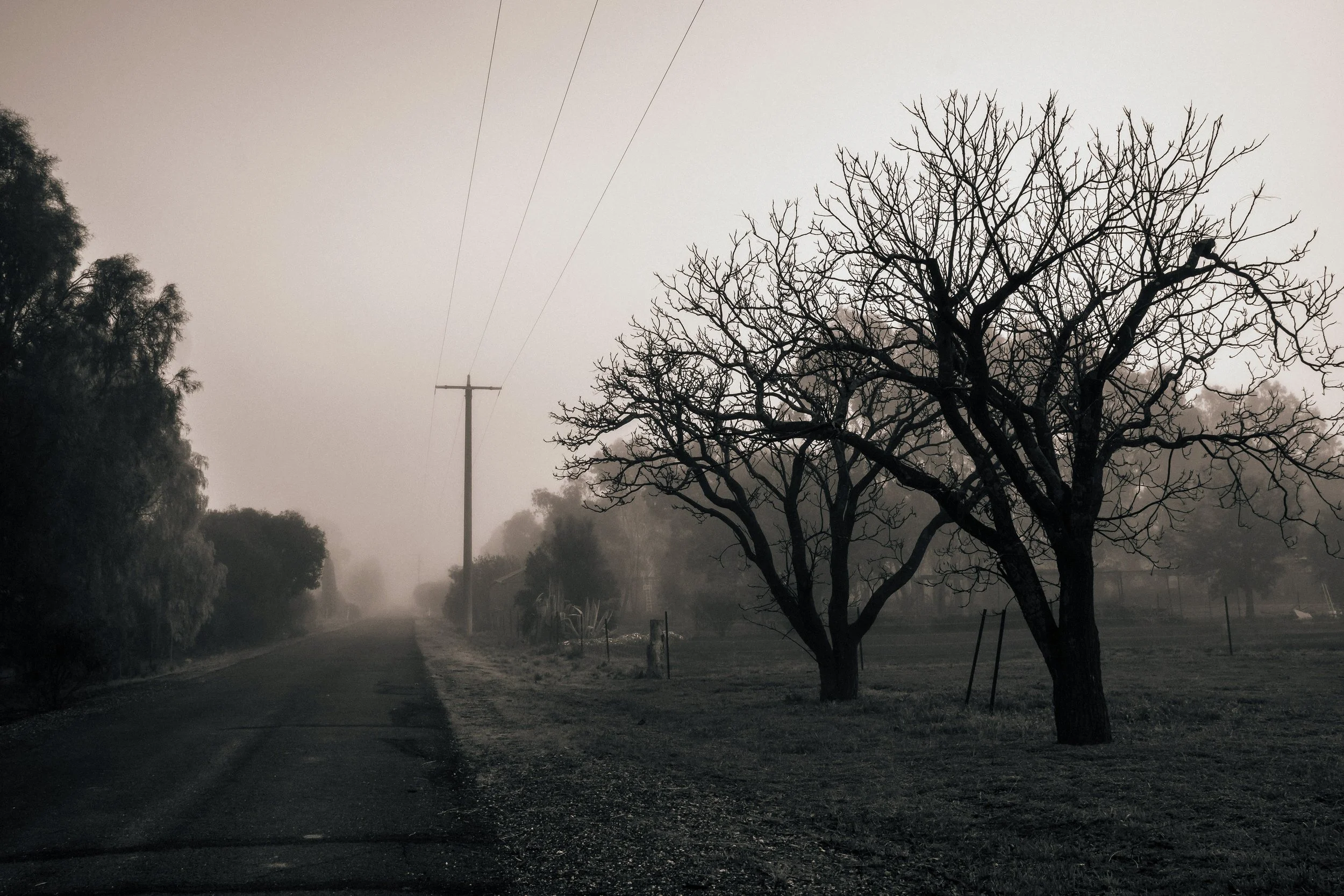 Foggy Morning Ramble #3, Winter, Marnoo, Victoria, 2025