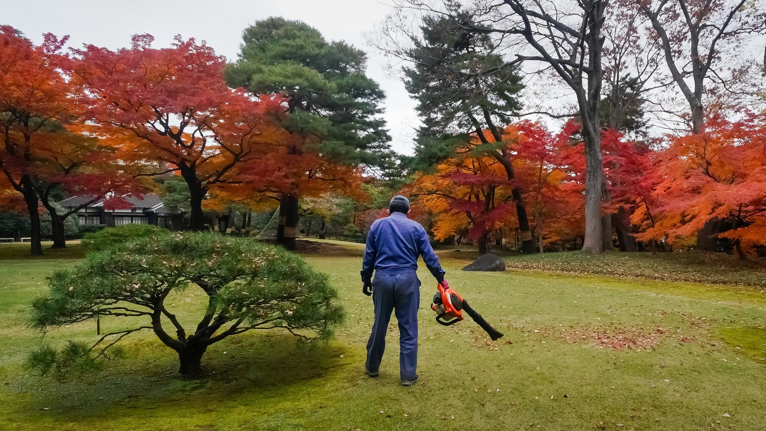An Autumnal Leaf-Blower, Tonogayato Garden, Tokyo, 2019