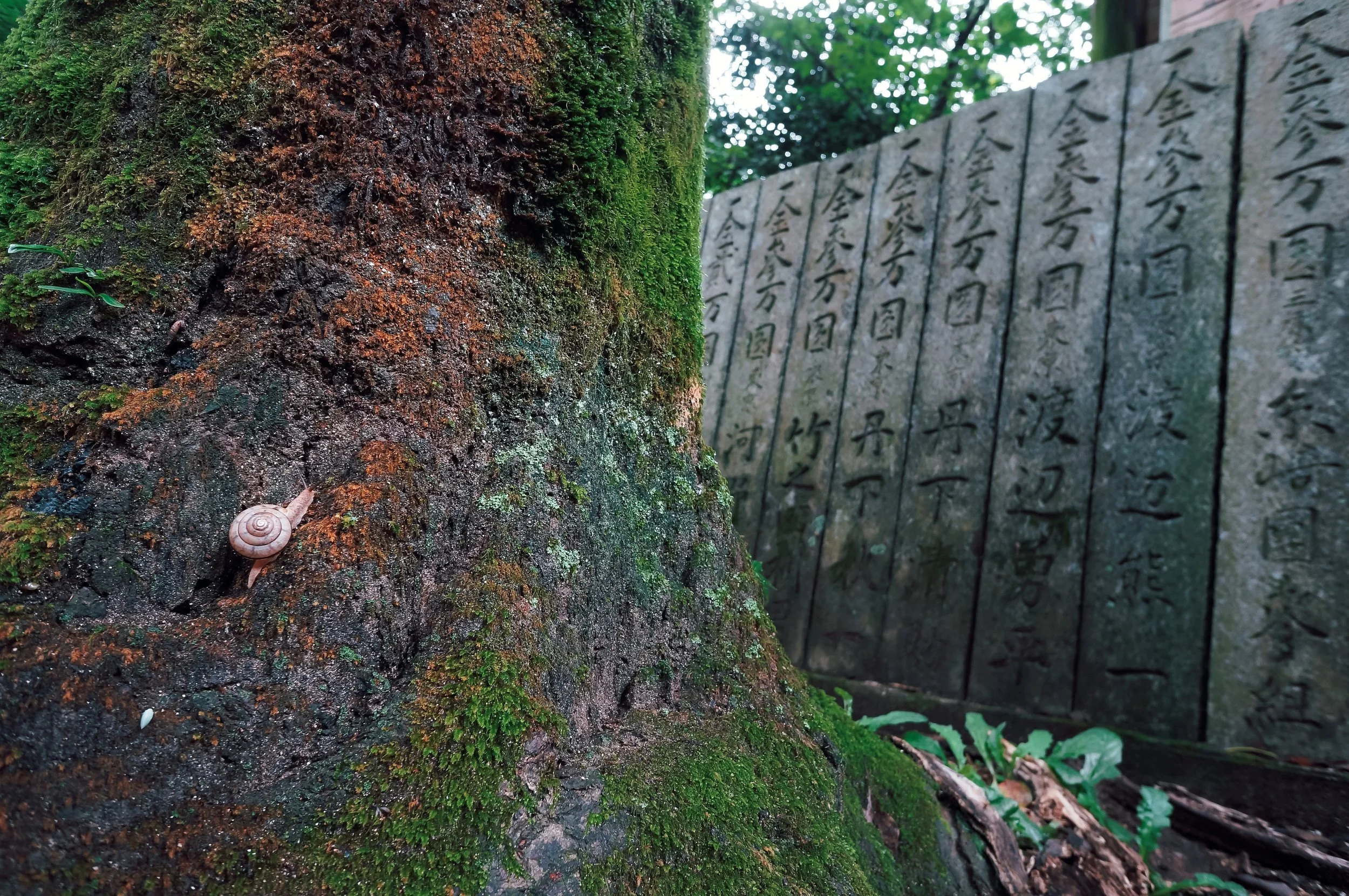 Movement on the Temple Grounds, Senyū-ji, Ehime, Japan, 2015