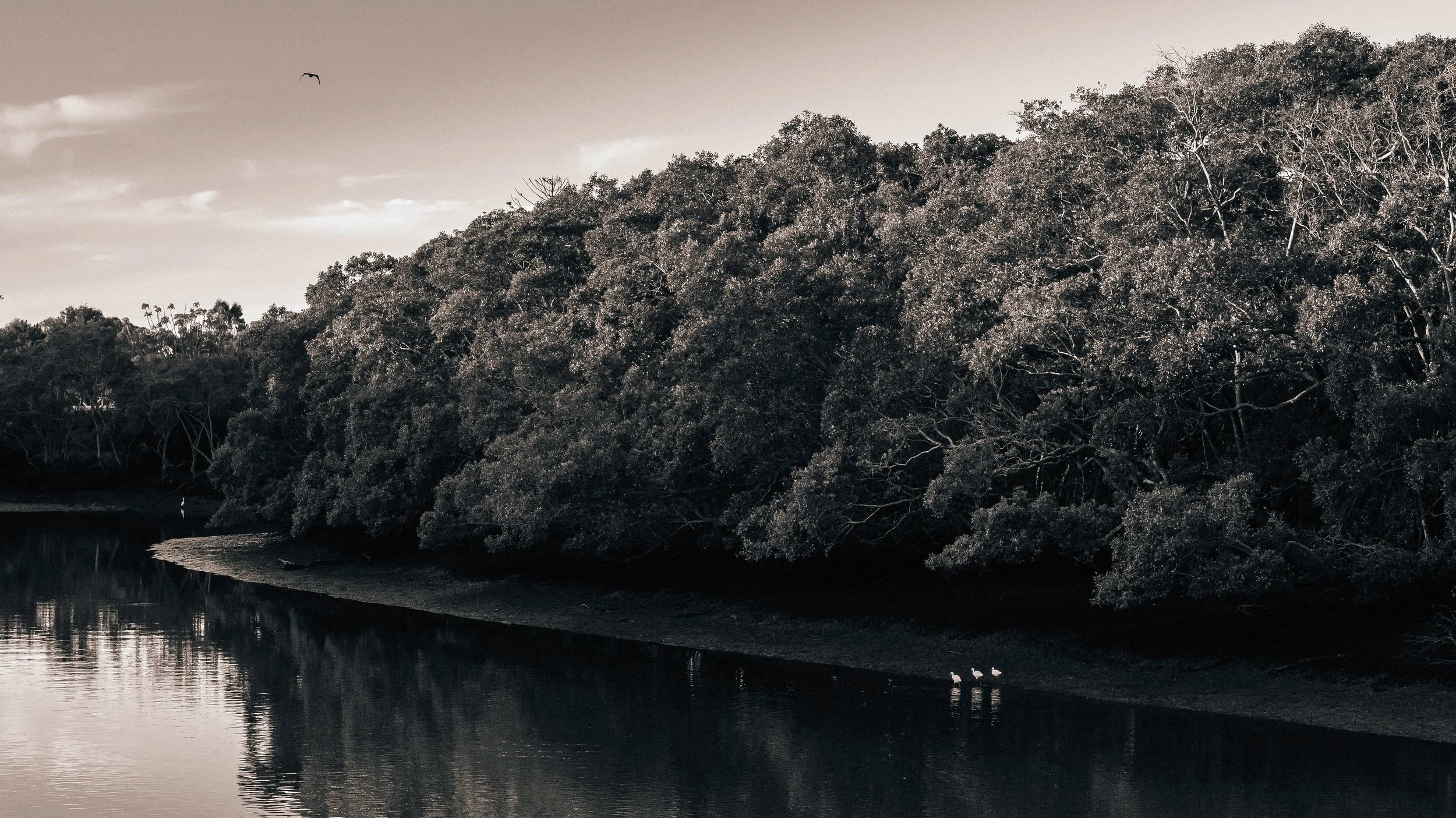 Egrets on the Bank of Cabbage Tree Creek, Brisbane, 2018