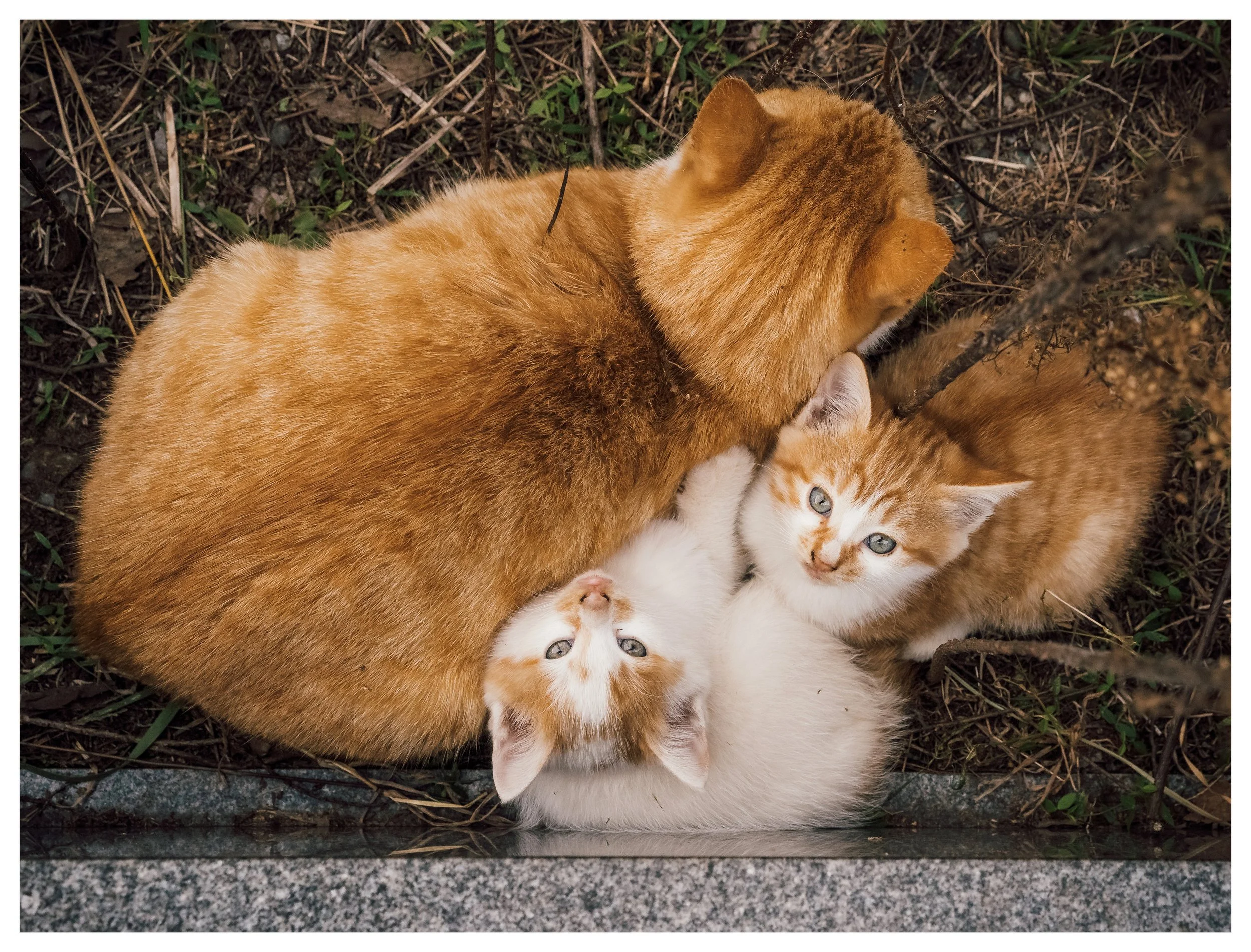 Stray Babes in a Tokyo Cemetery, 2020