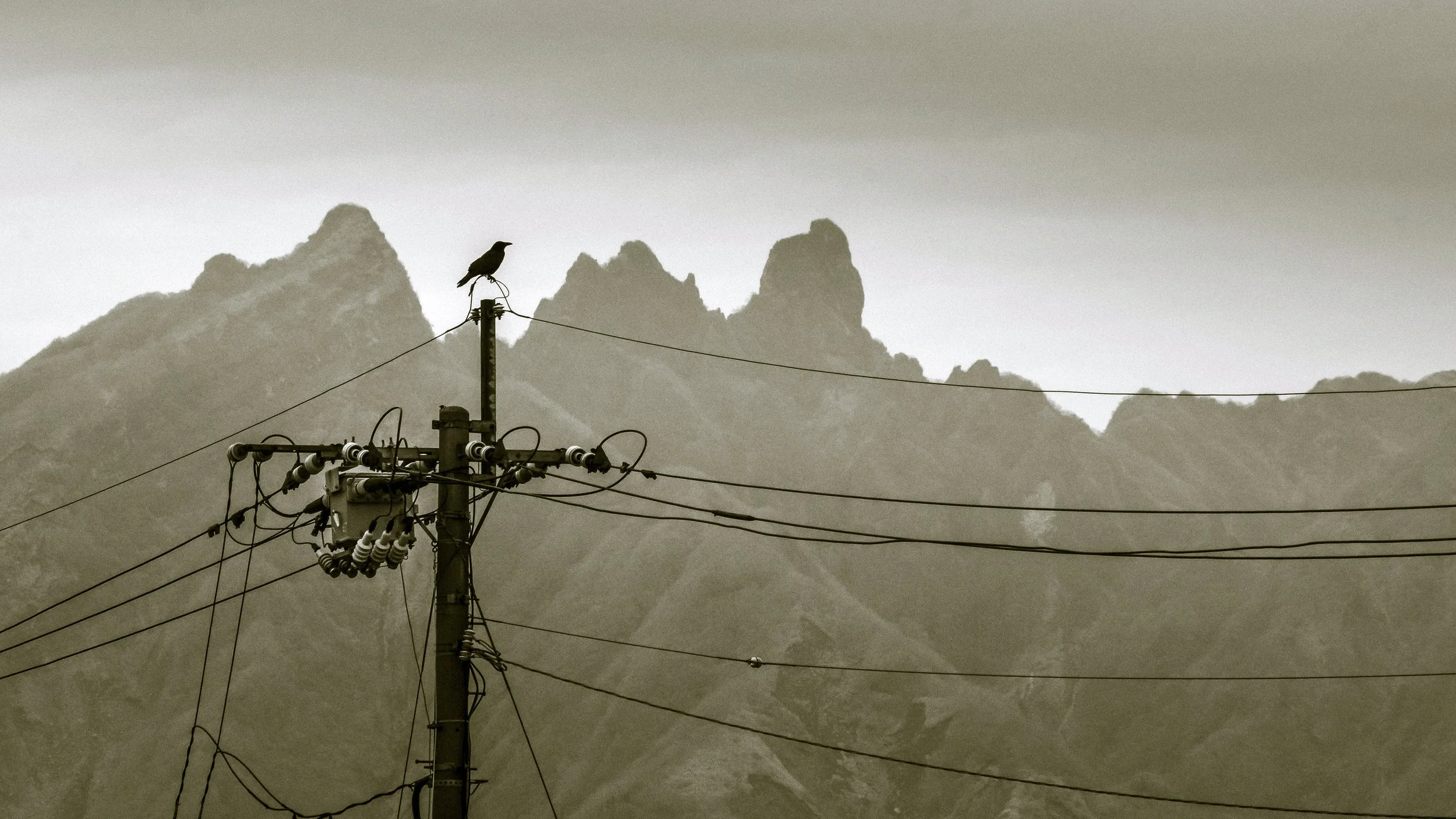 Crow & The Cat's Ears, Aso, Japan, 2020