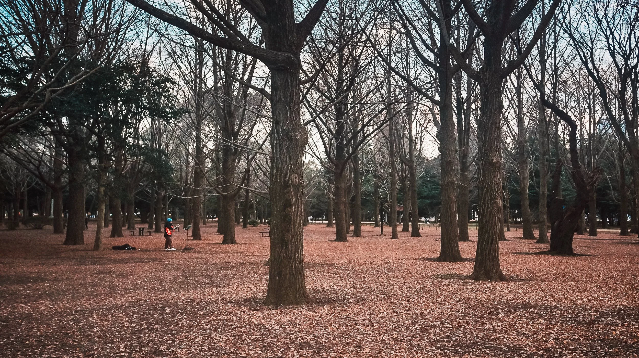 Lonesome Minstrel, Yoyogi Park, Tokyo, 2020