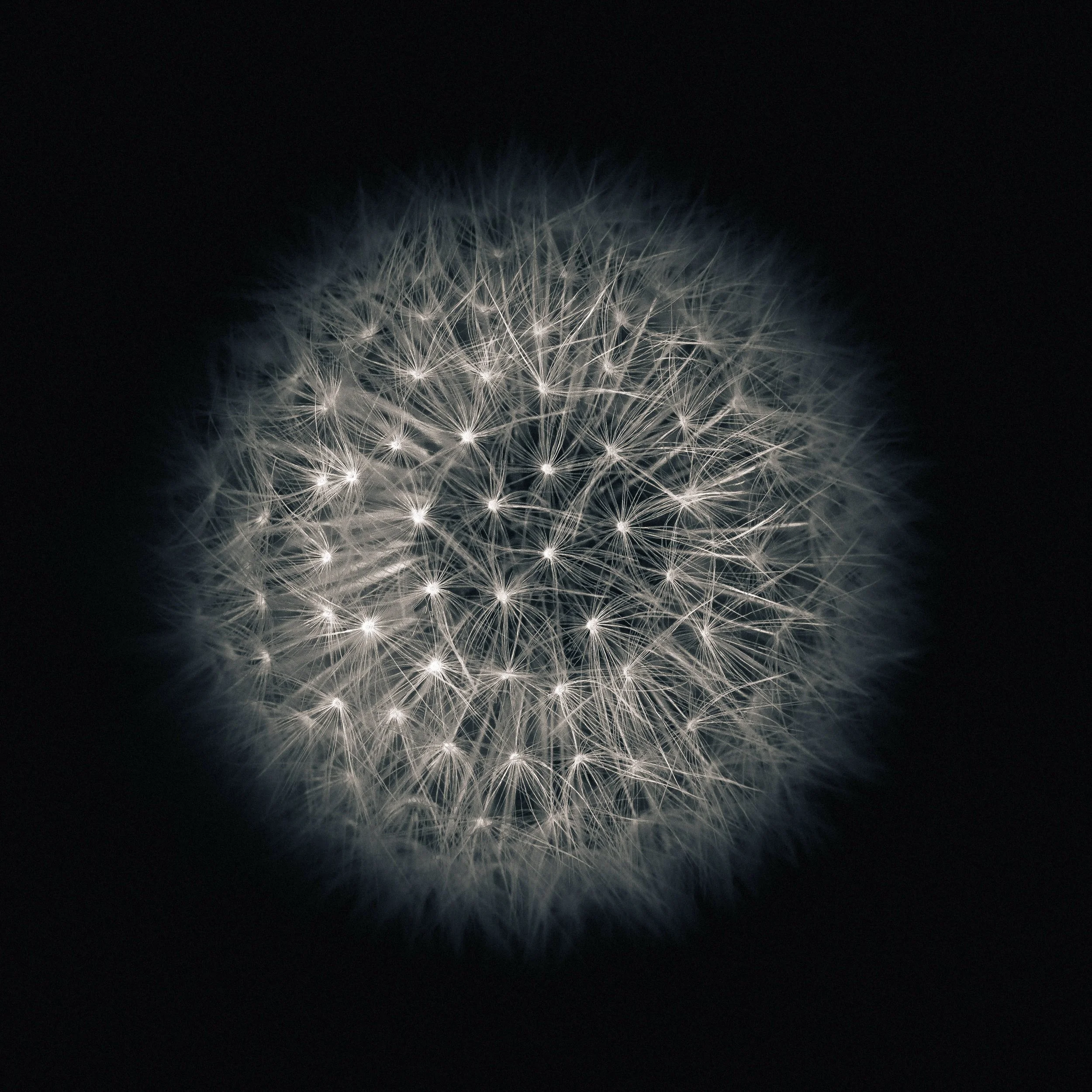 Dandelion Planet, Miyakonojo, Miyazaki Prefecture, Japan, 2018