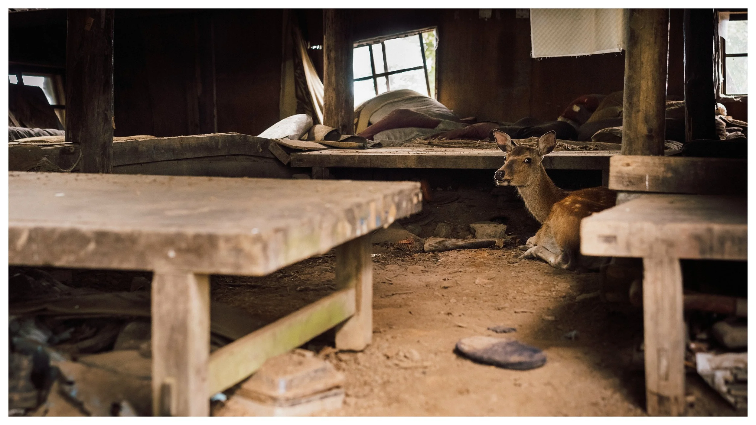Guest in an Abandoned Hut, Mt Kumotori, Japan, 2021