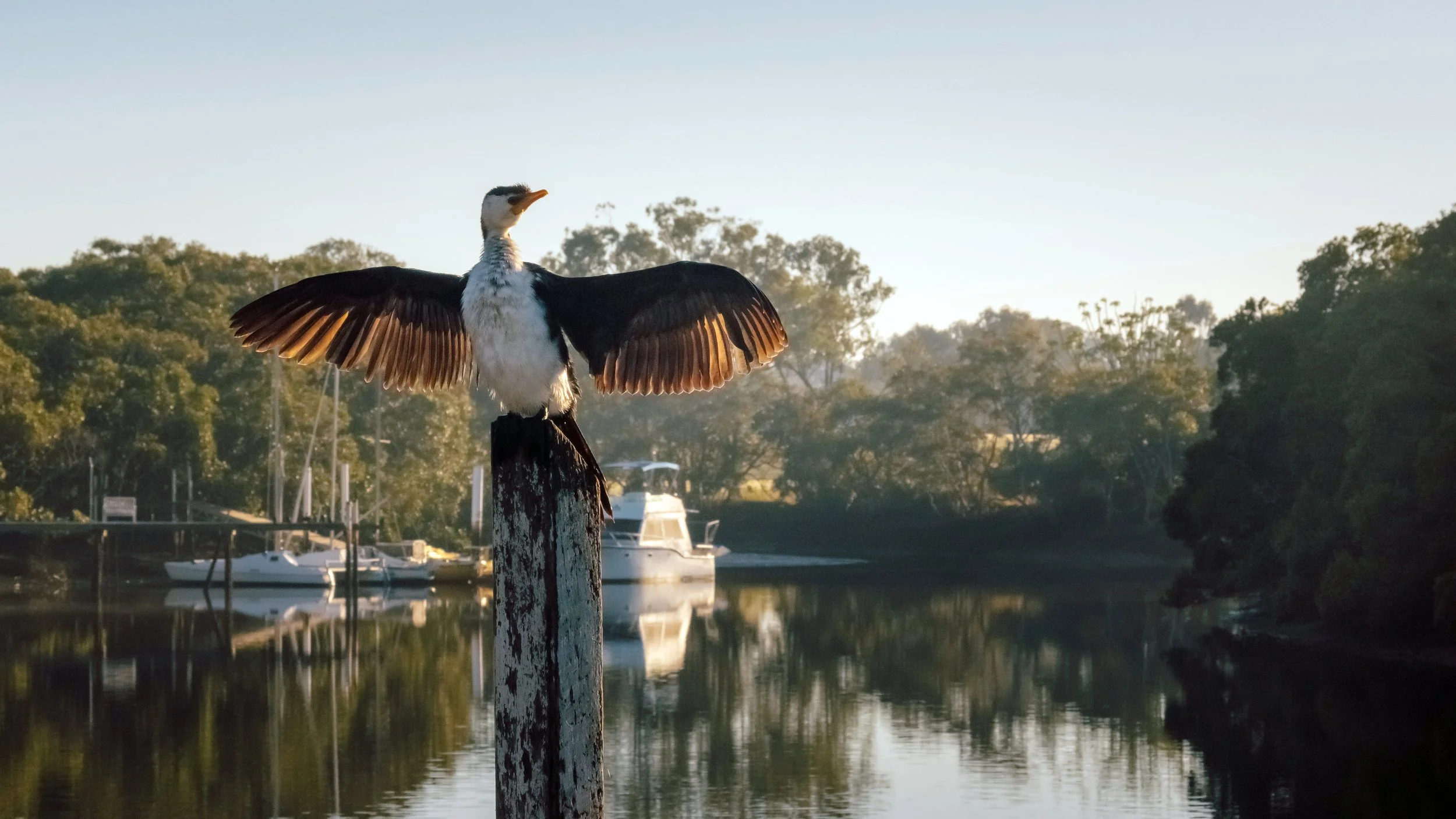 Winter Sunbathing, Cabbage Tree Creek, Brisbane, 2017