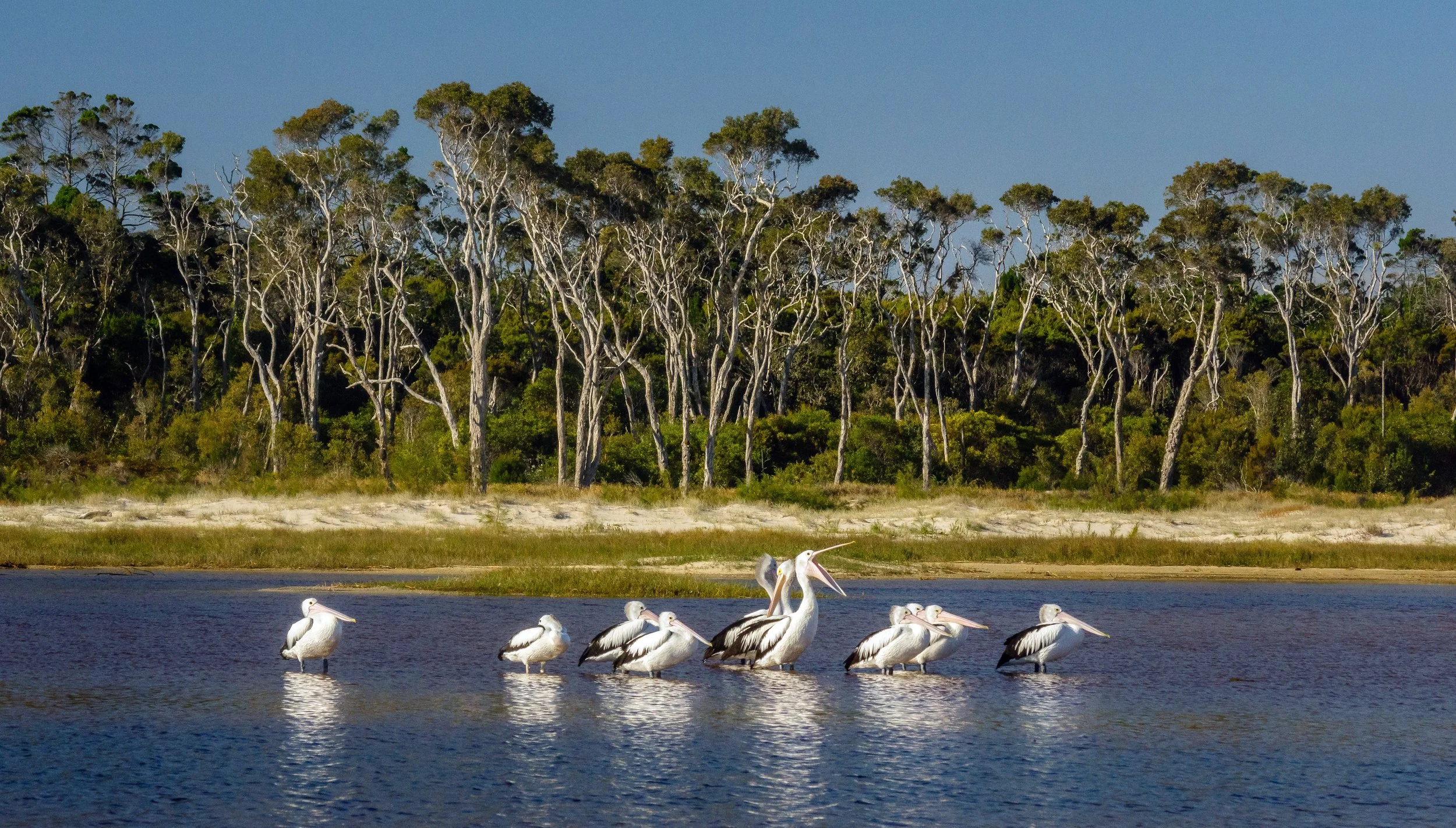 Pelican Communal Bathing, Moreton Island, Queensland, 2018
