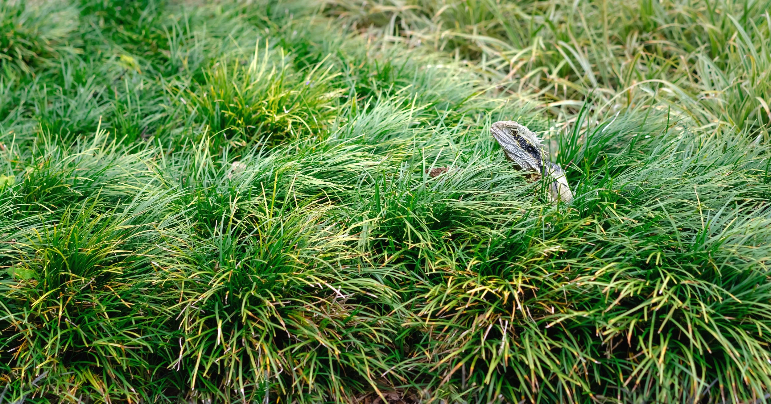 Emerging Eastern Water Dragon, Roma Street Parklands, Brisbane, 2022