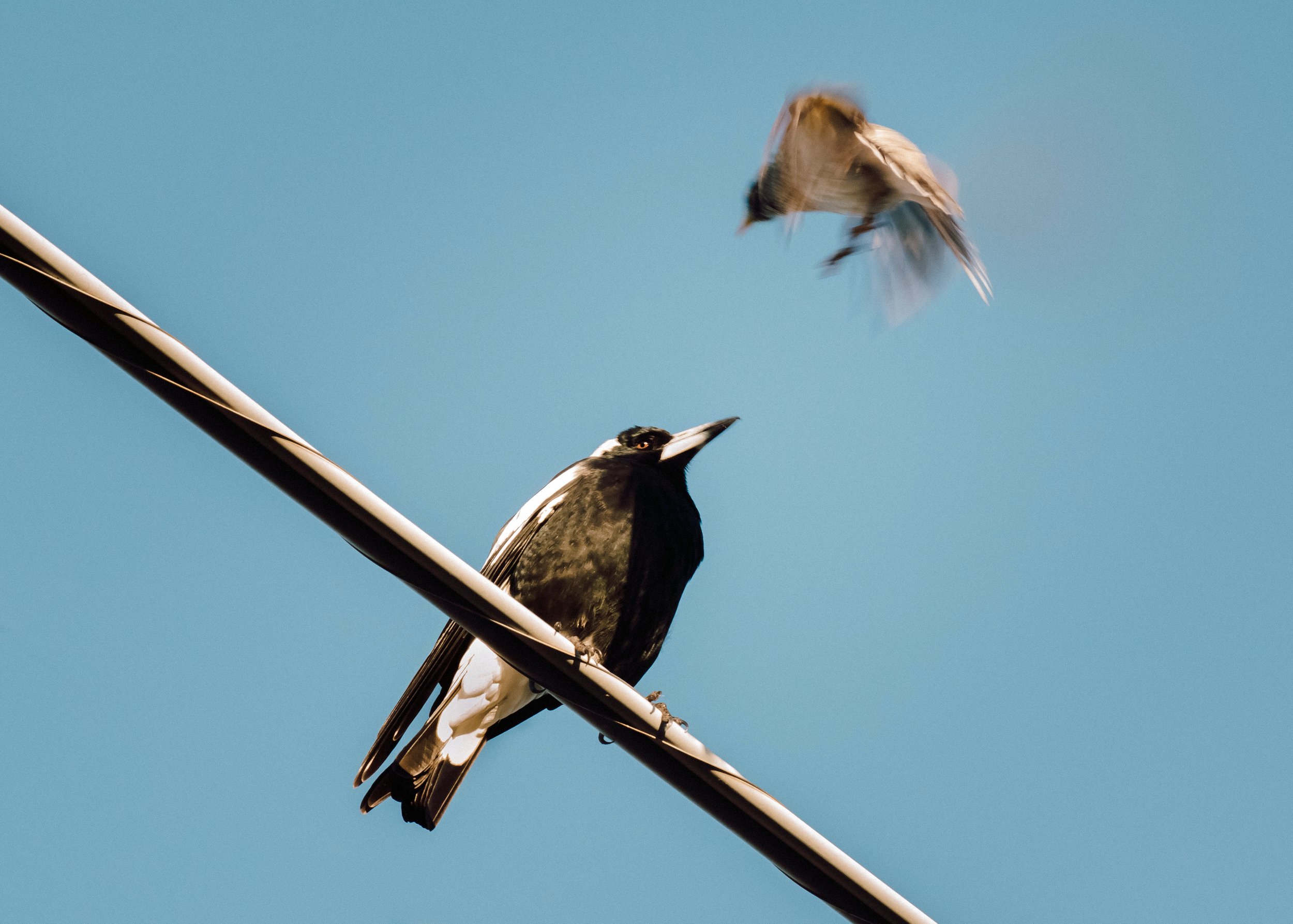 An Implacable Magpie, Deagon, Brisbane, 2018
