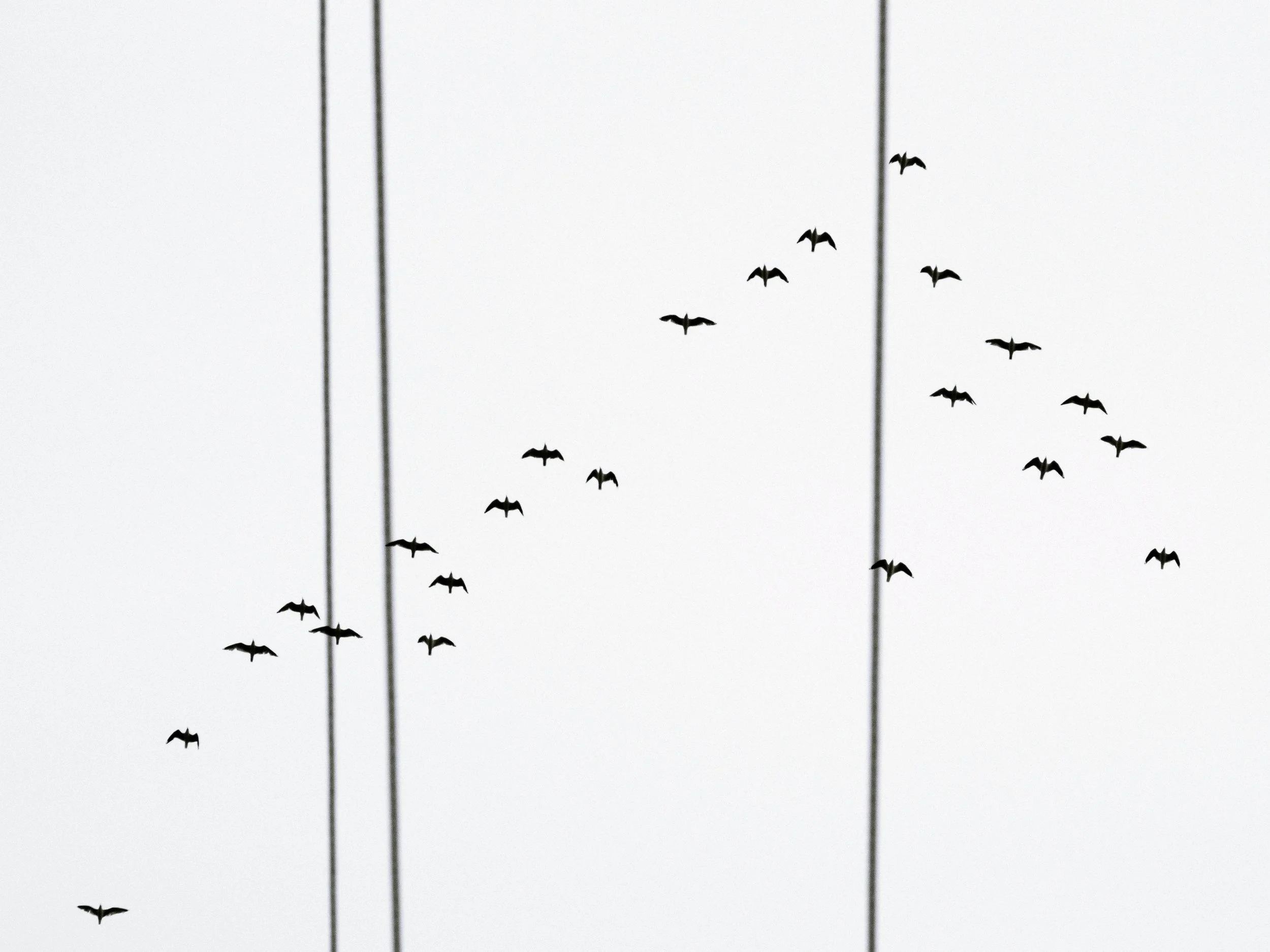 Little Black Cormorants Above a Northside Street, Deagon, Brisbane, 2017