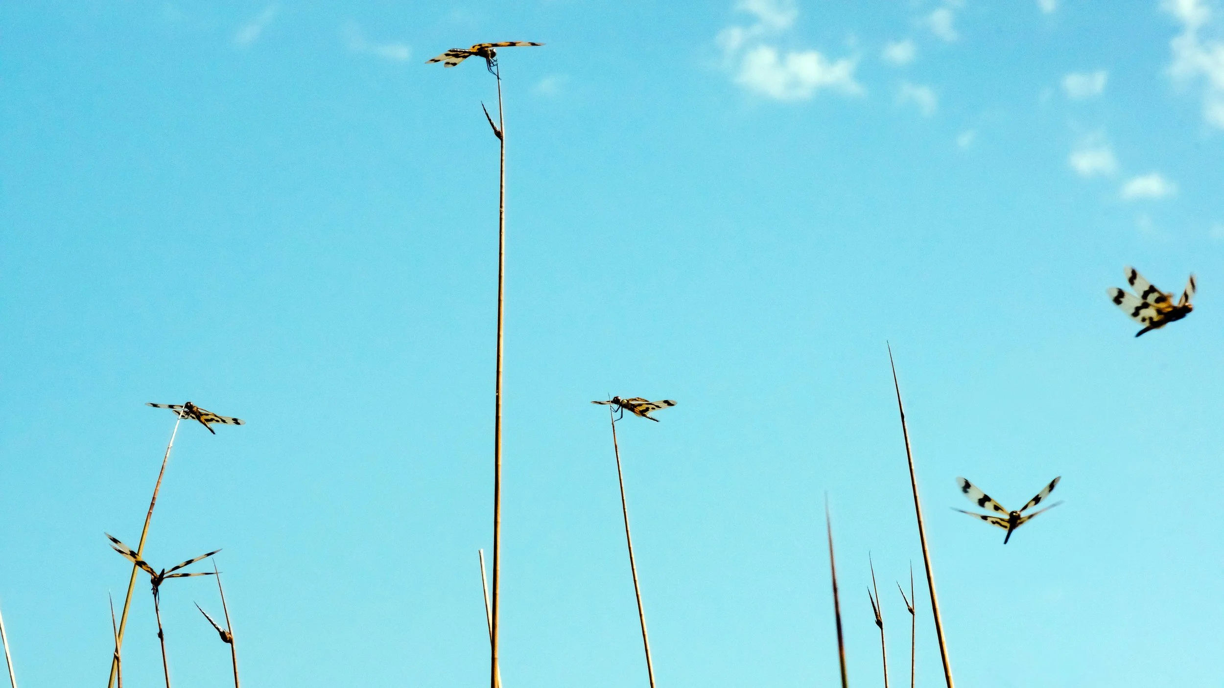 Graphic Flutterer Dragonflies & Pond Reeds, Sandgate, Brisbane, 2017
