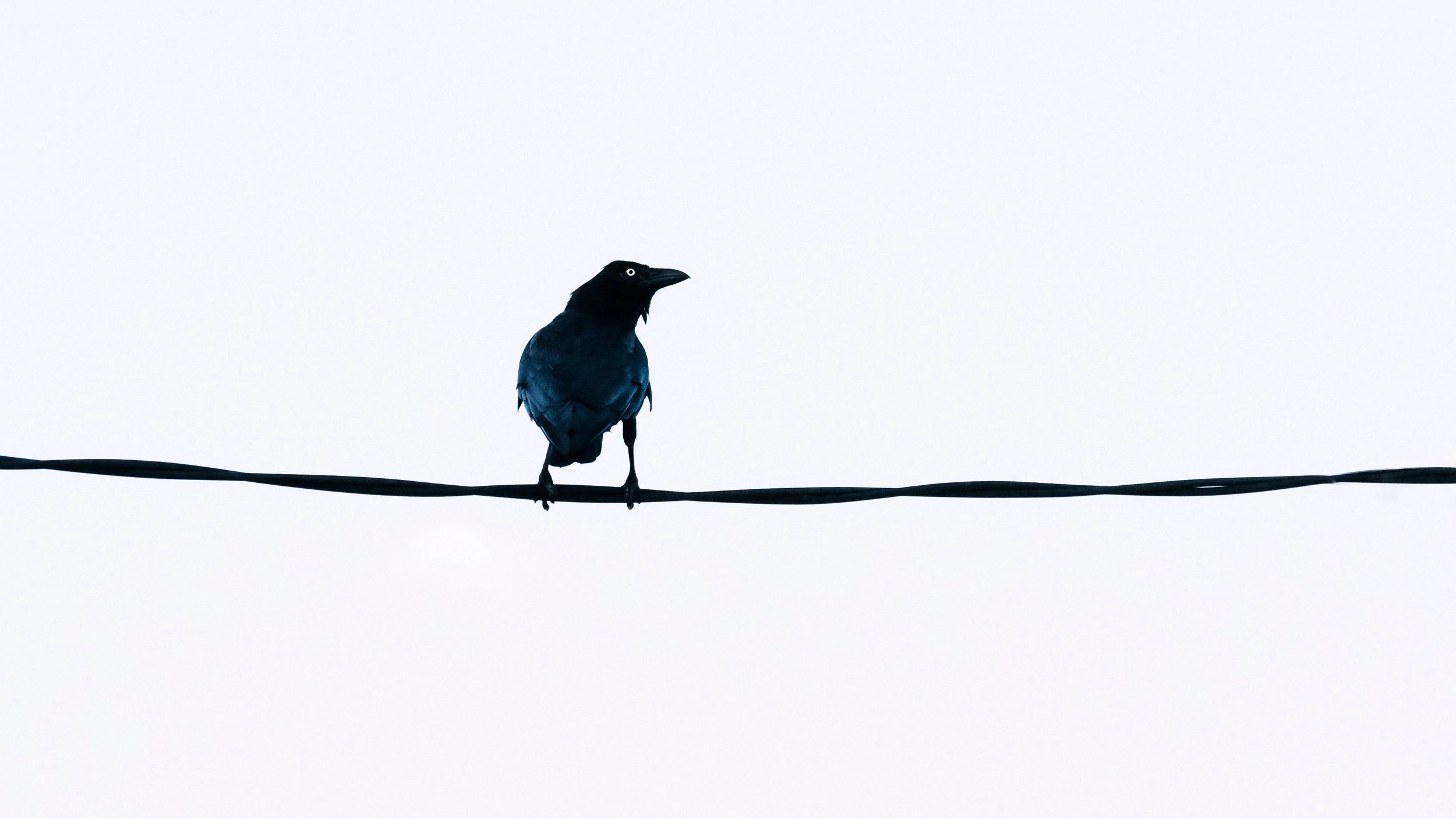 Torresian Crow on the Highwire, Deagon, Brisbane, 2018