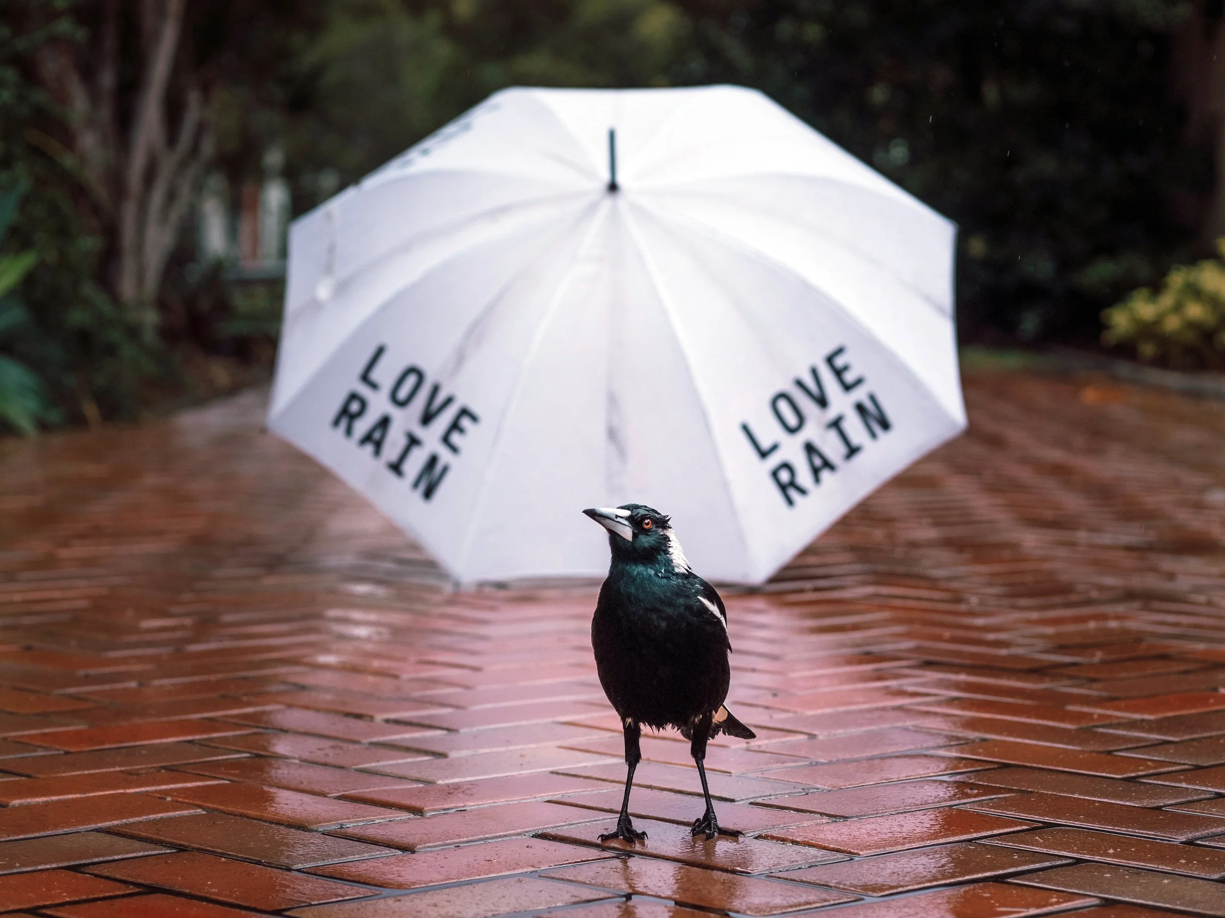 Rain-Lover, Deagon, Brisbane, 2018
