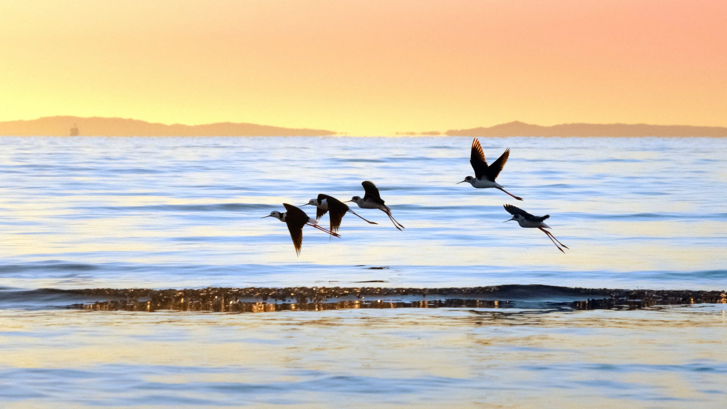 Black-Winged Stilts in Flight, Sunrise, Sandgate, Brisbane, 2017
