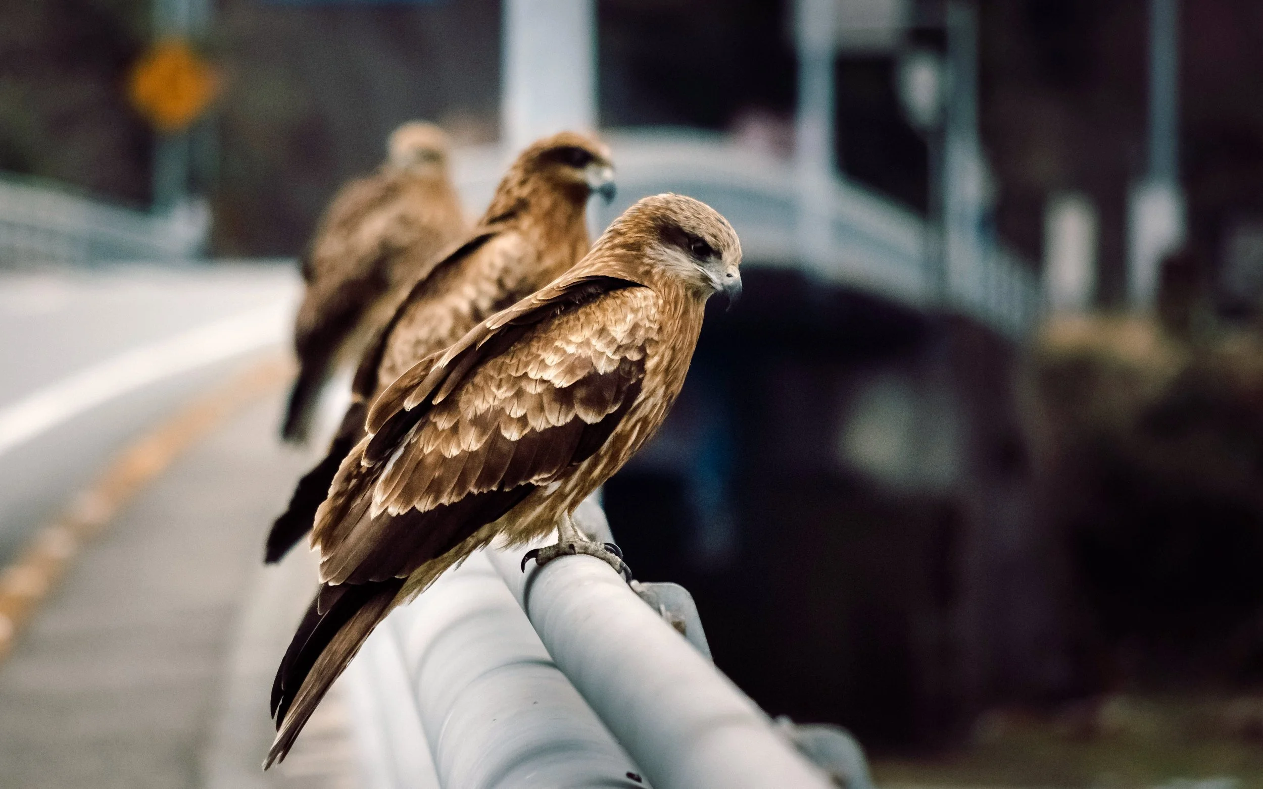 Tonbi (Black Kites) Above a Fishing Port, Shishikui, Japan, 2017