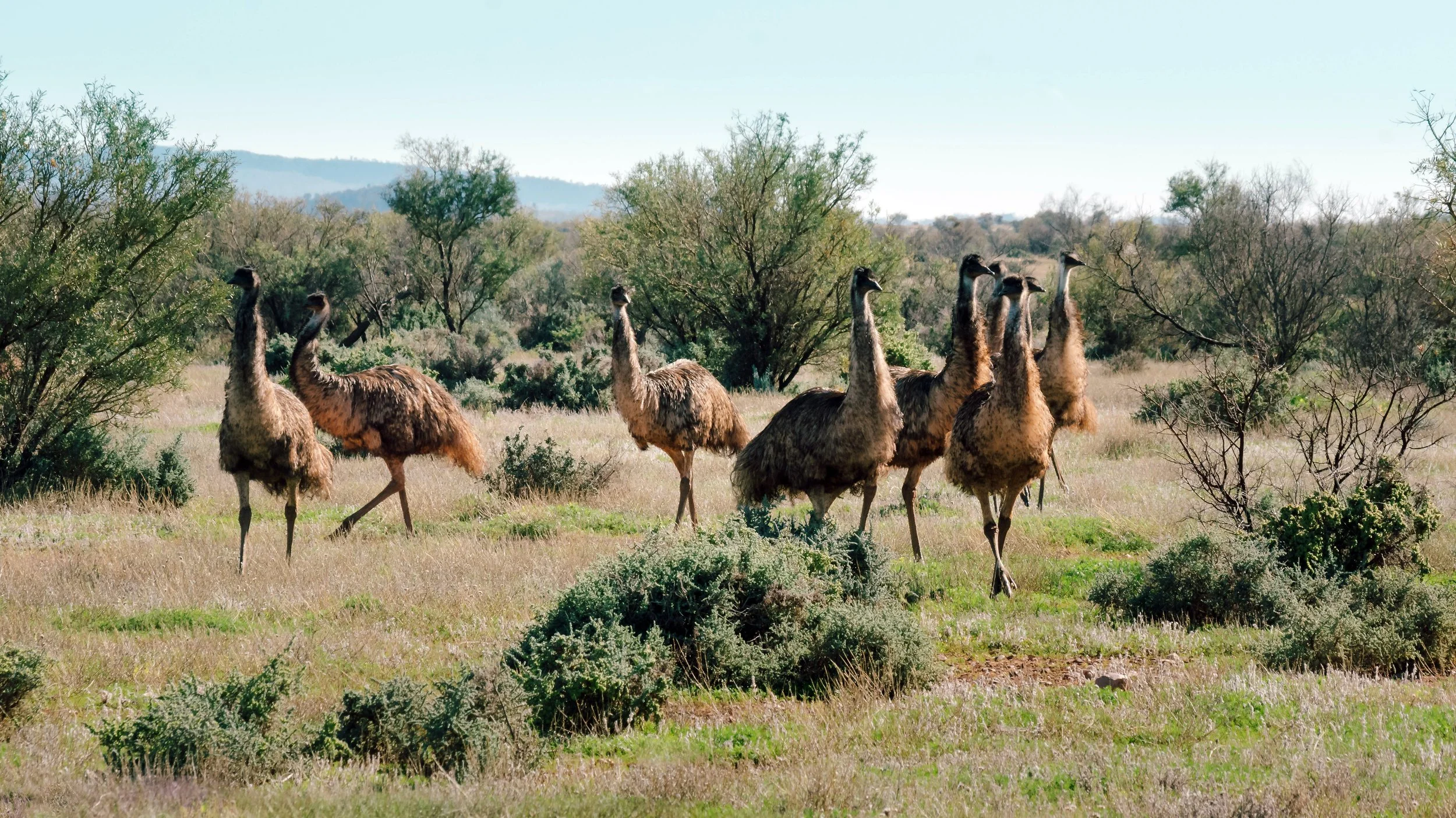 Scrub Chickens: Emus near Yarrah, South Australia, 2023