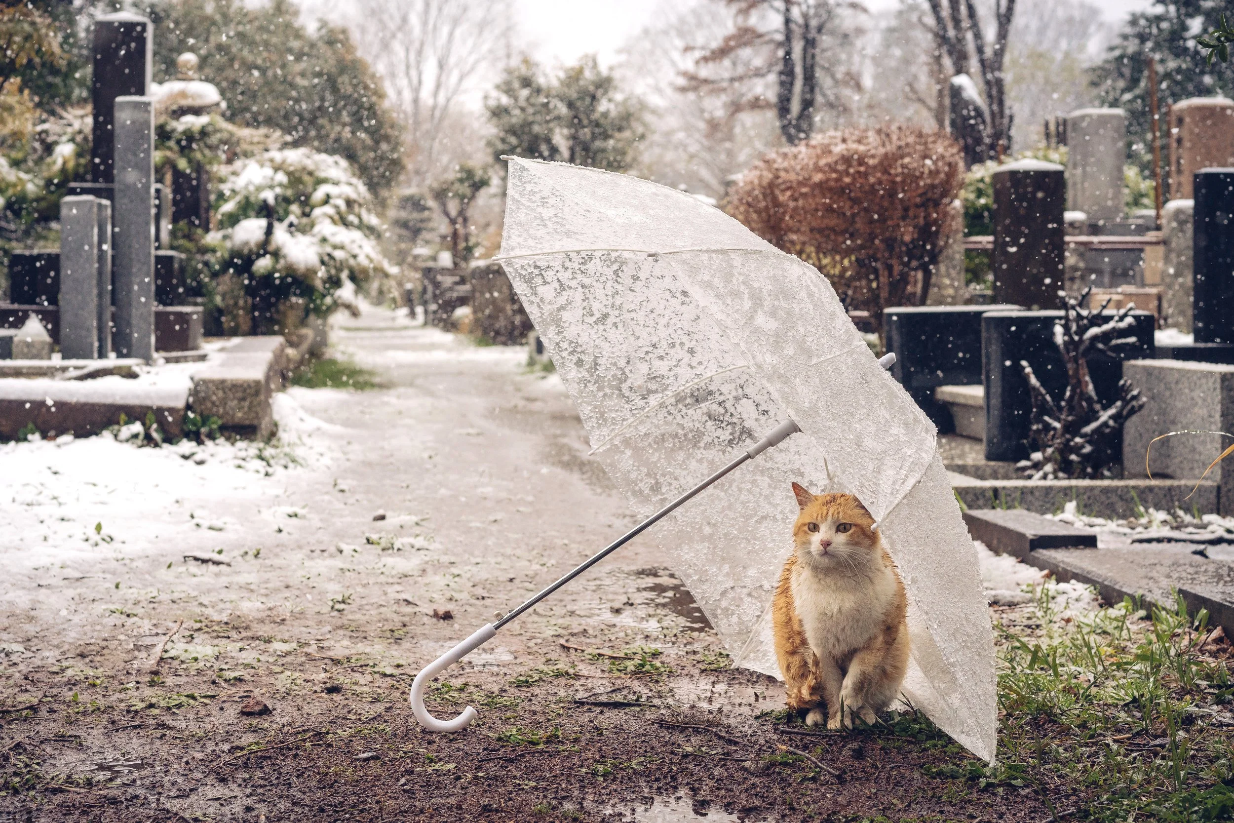 His First Snow: A Young Stray in a Tokyo Cemetery, 2020
