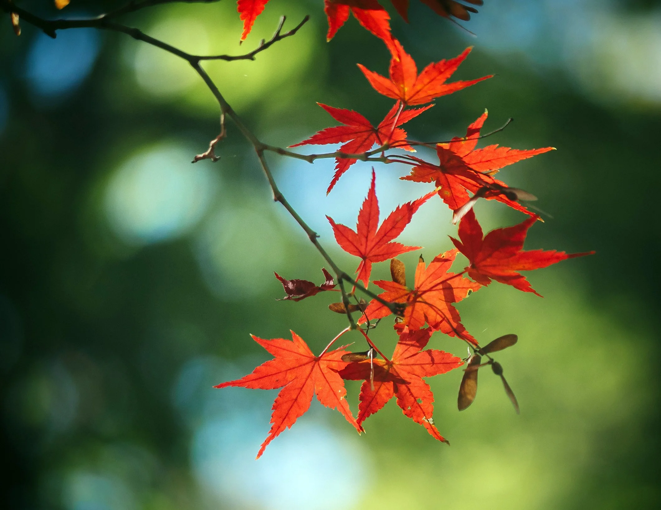 Autumn Leaves, Shinjuku Gyoen, Tokyo, 2019