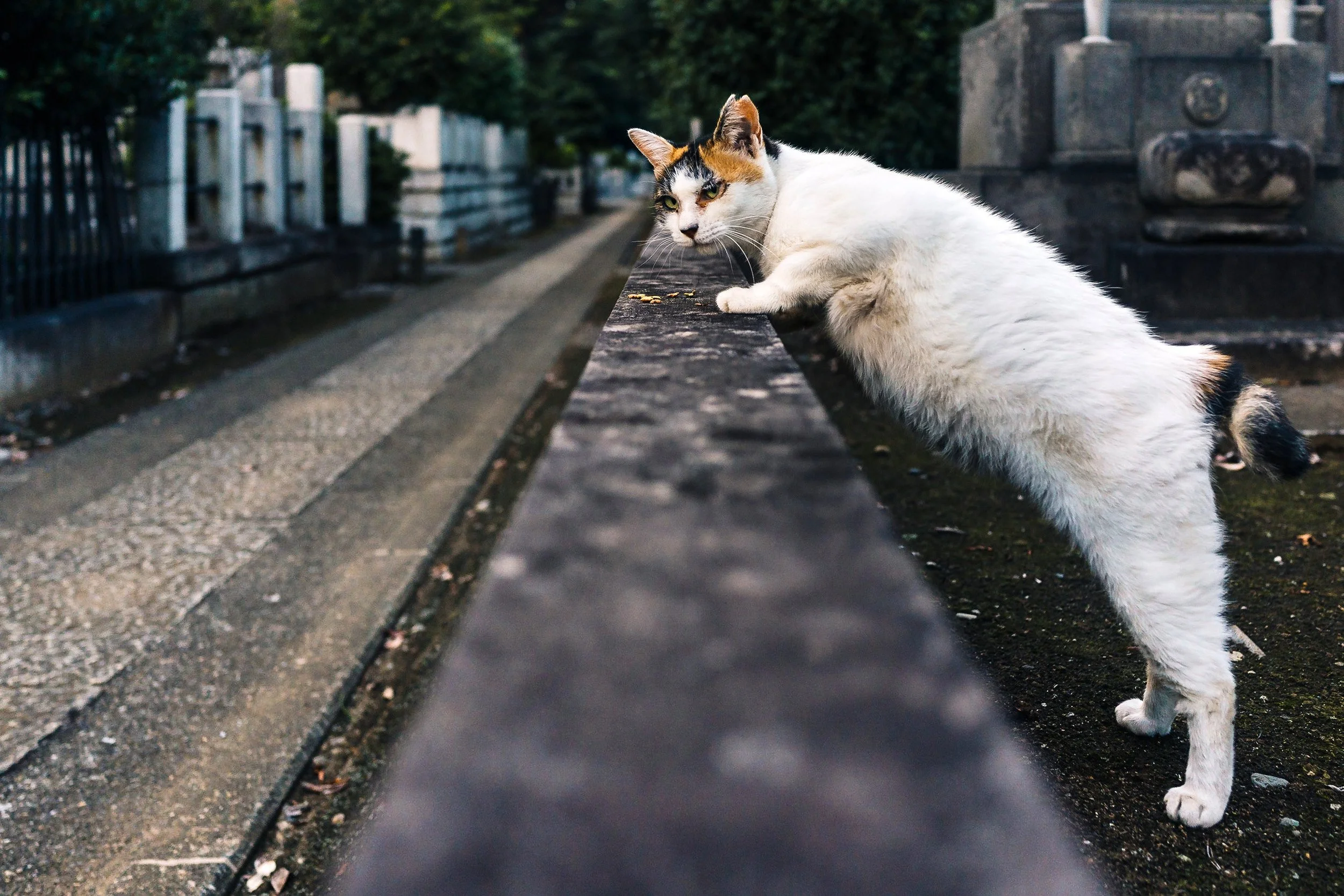 If Looks Could Kill #1, Gokoku-ji, Tokyo, 2019
