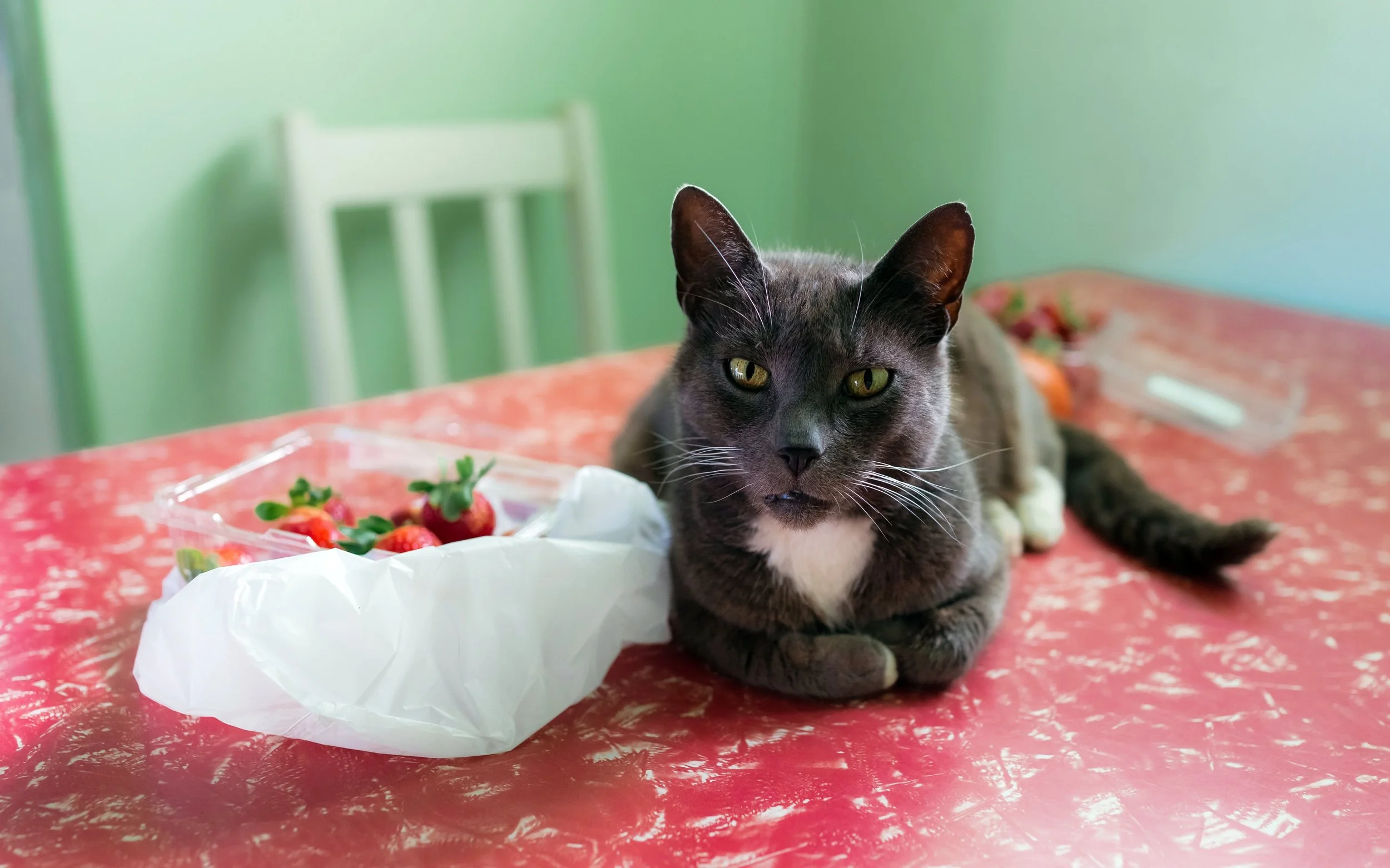 Mimi & Strawberries, Logan City, Queensland, 2018