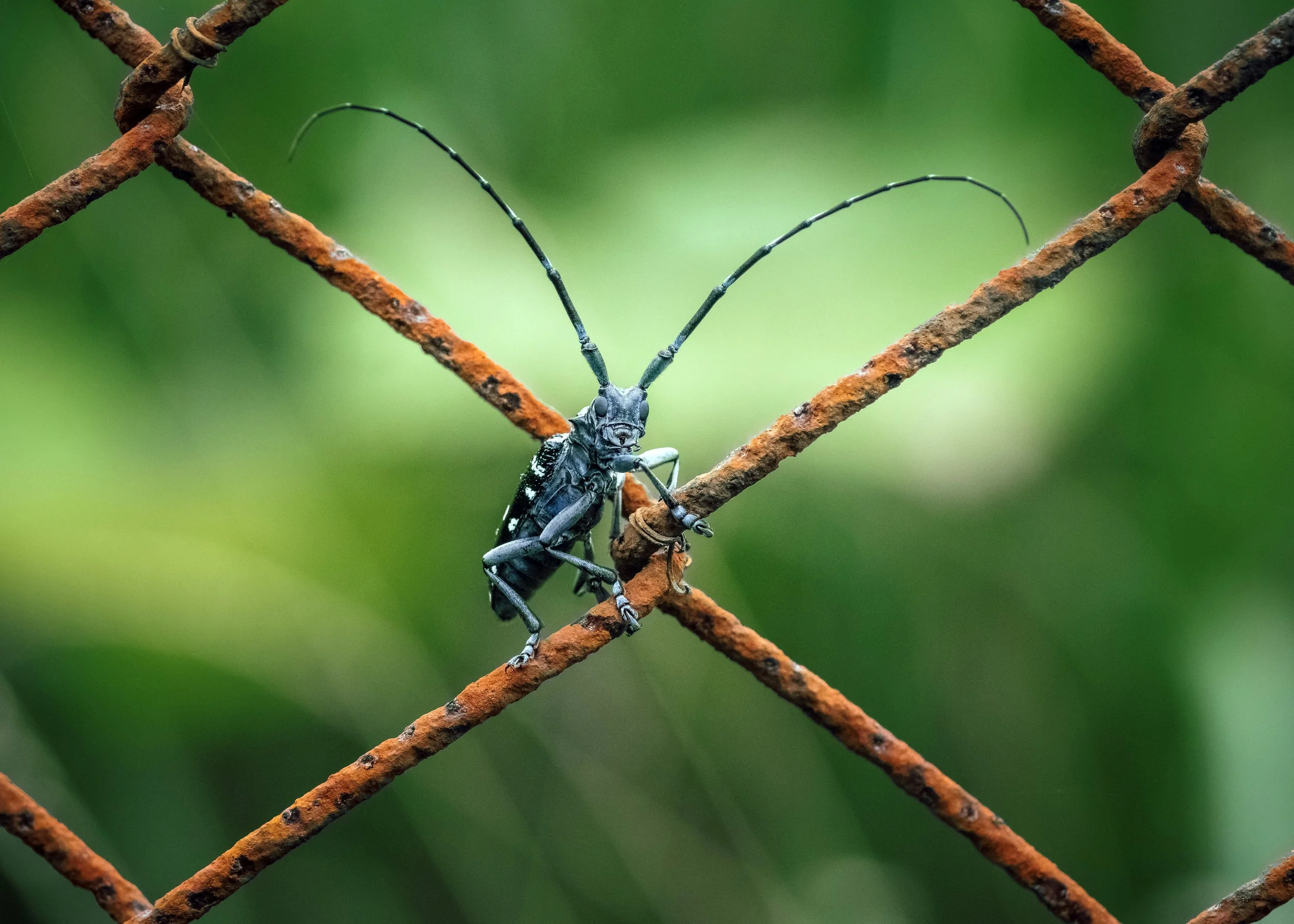Kamikiri, (Longhorn Beetle), Hachioji, Japan, 2020