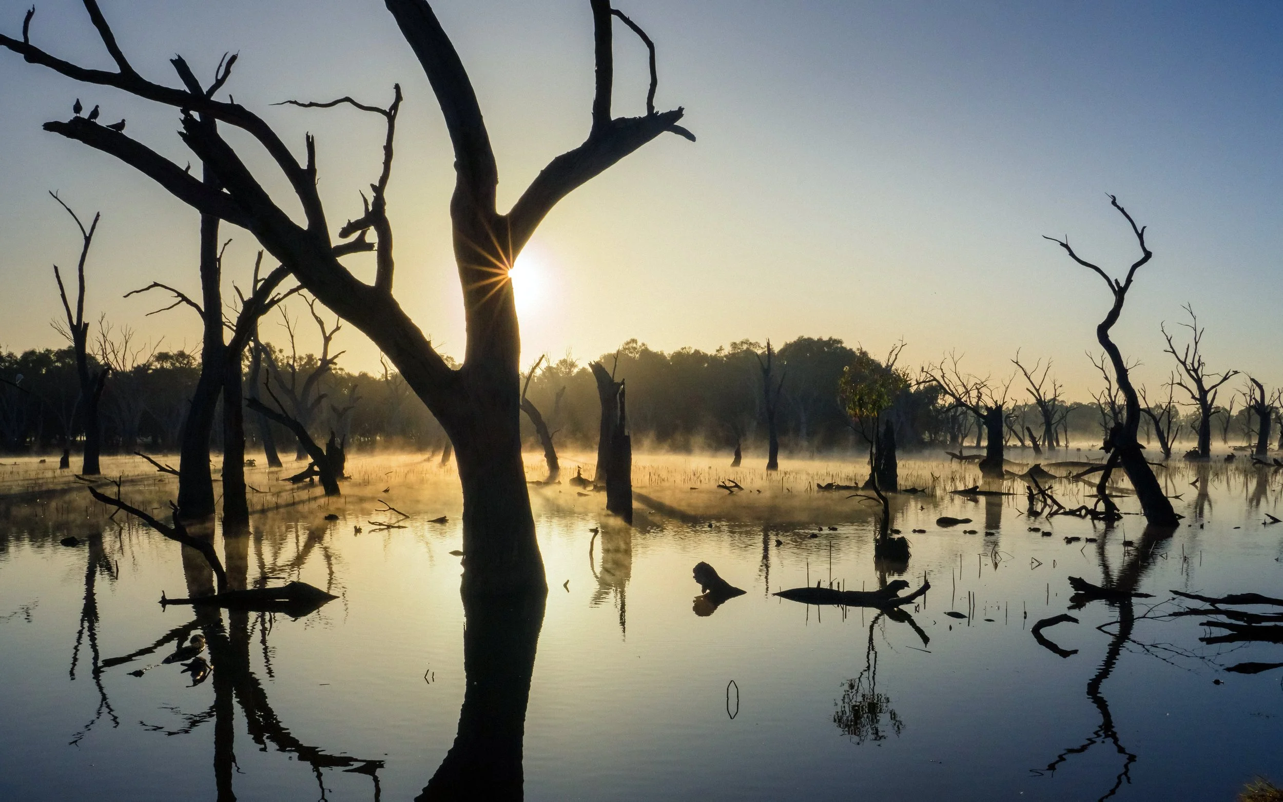 Dawn Fog, Gum Swamp, Forbes, New South Wales, 2023