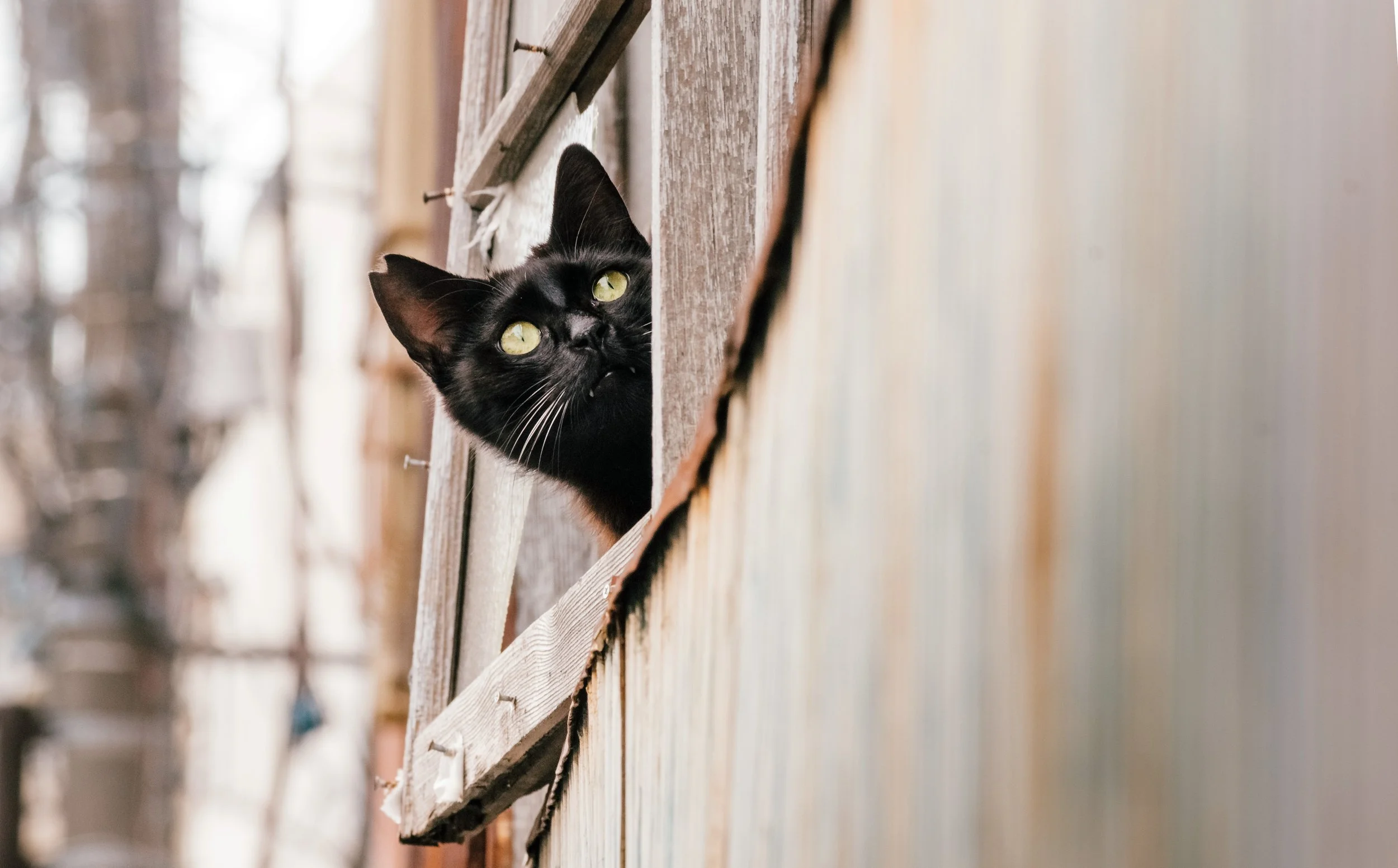 Street Cat in an Abandoned House, Itabashi, Tokyo, 2021