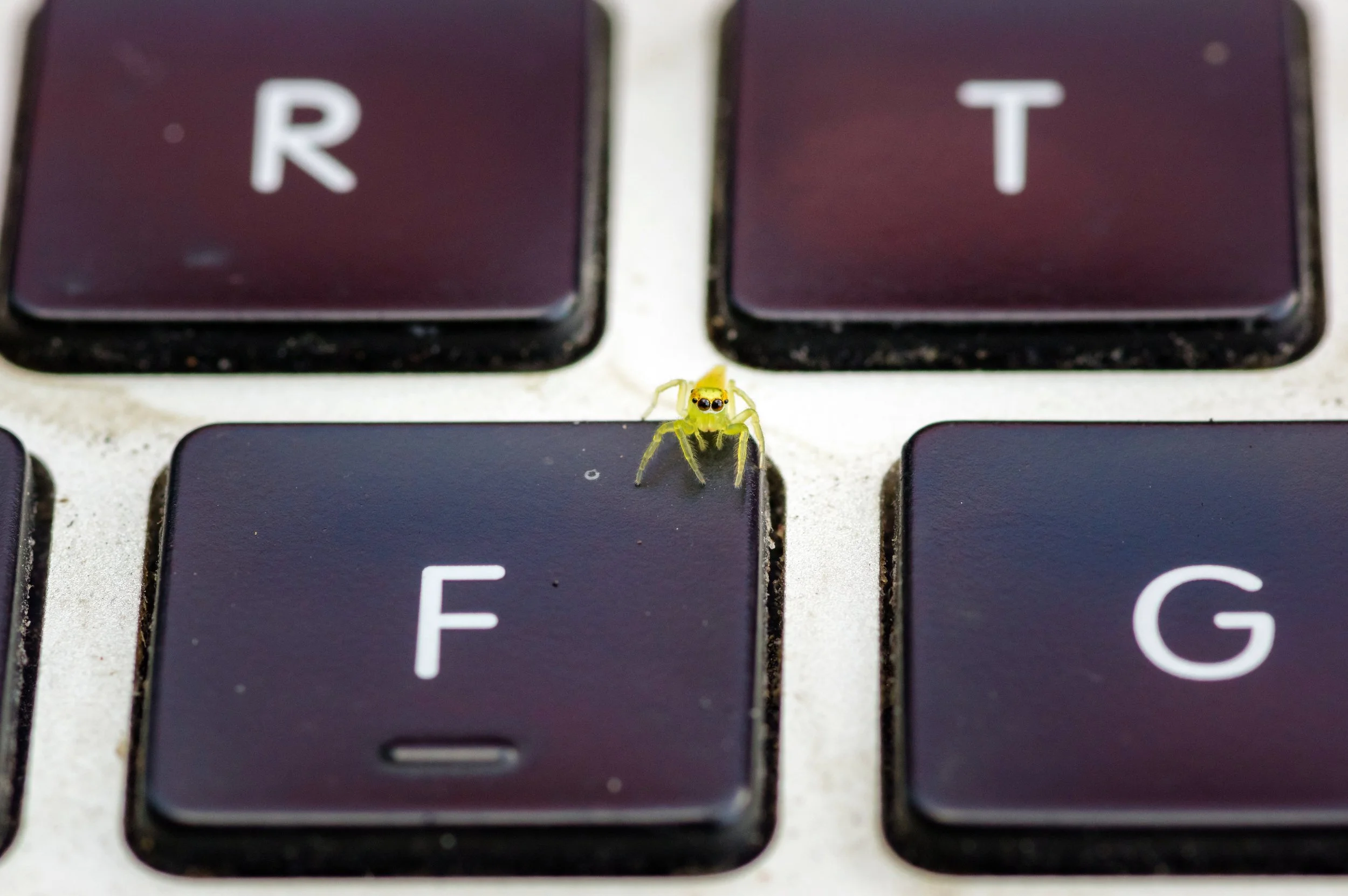Keyboard Warrior, Sandgate, Brisbane, 2018