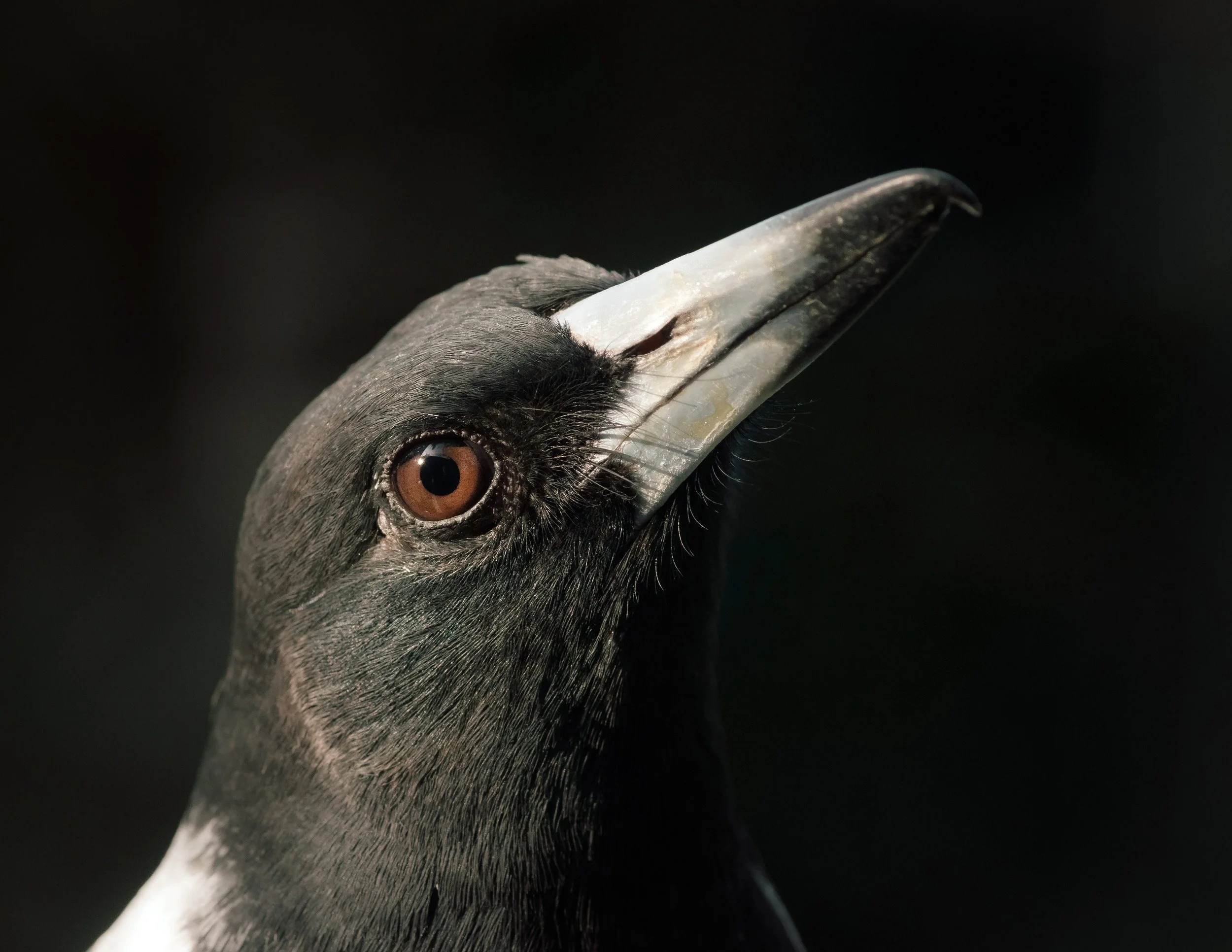 Burcherbird Portrait, Deagon, Brisbane, 2018