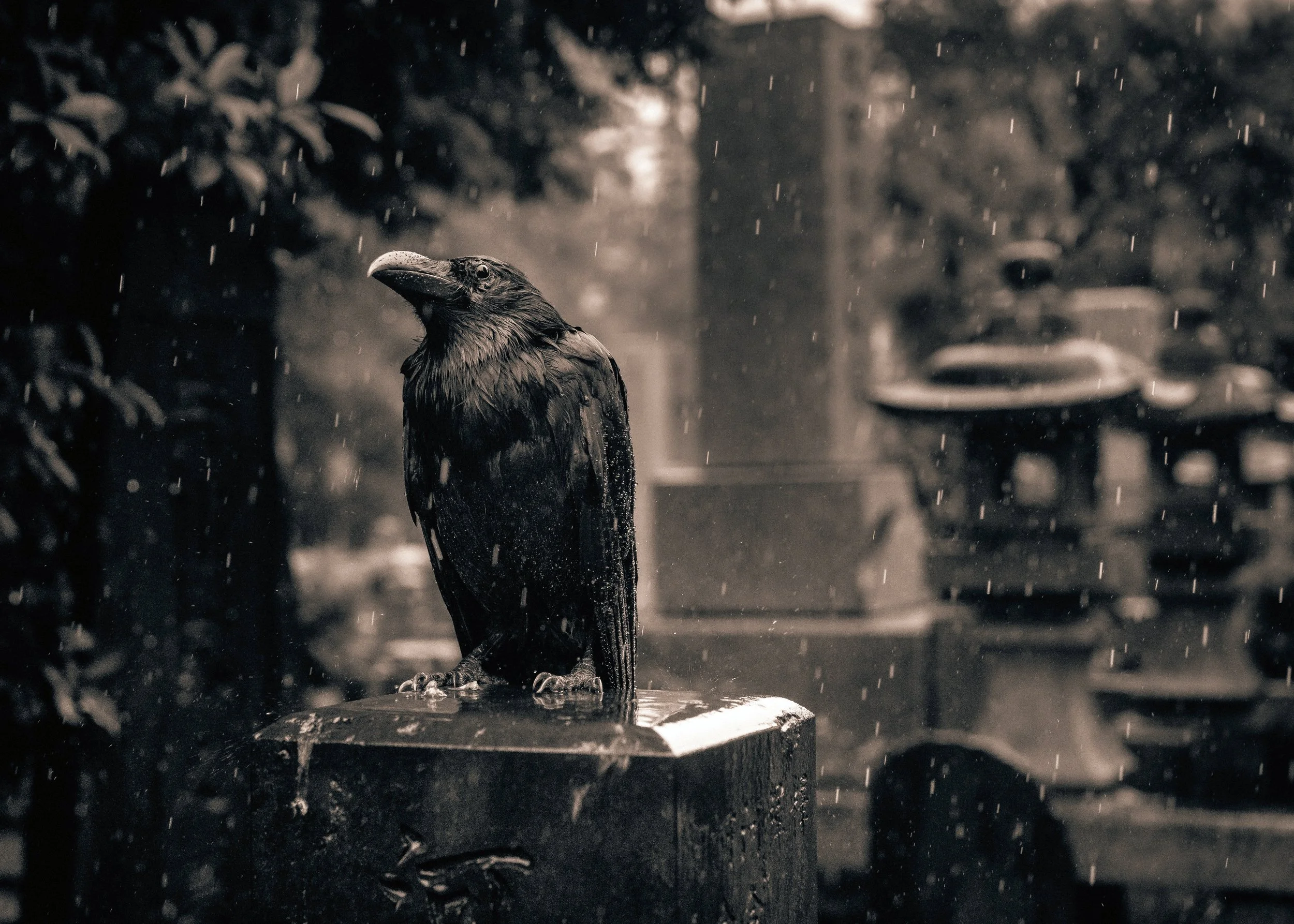 Cemetery Crow on the Morning of Typhoon Hagibis, Tokyo, 2019