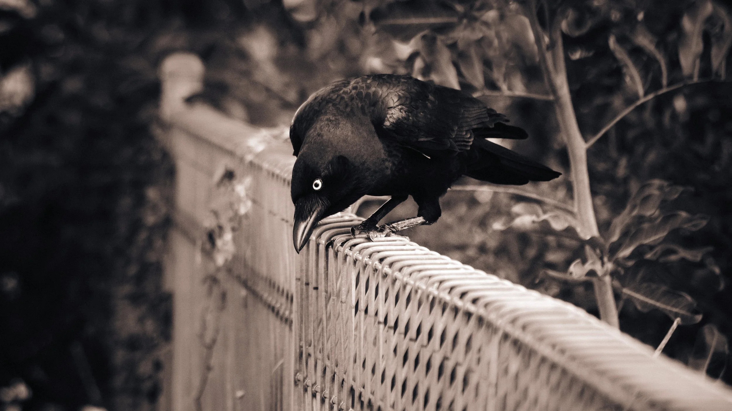Who Goes There? Deagon, Brisbane, 2018