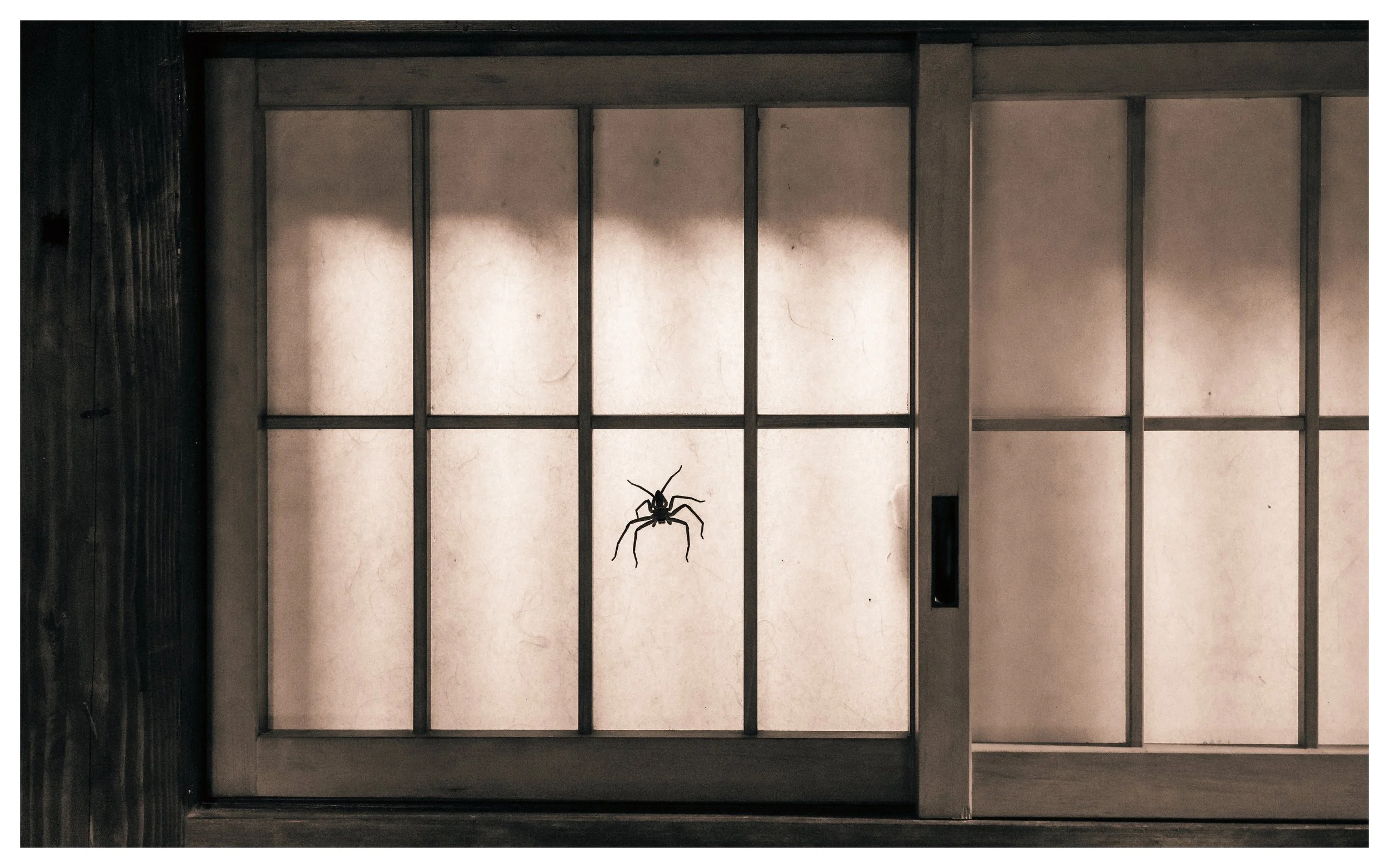 An Extra Guest at a Shimanto Guesthouse,  Kōchi Prefecture, Japan, 2022