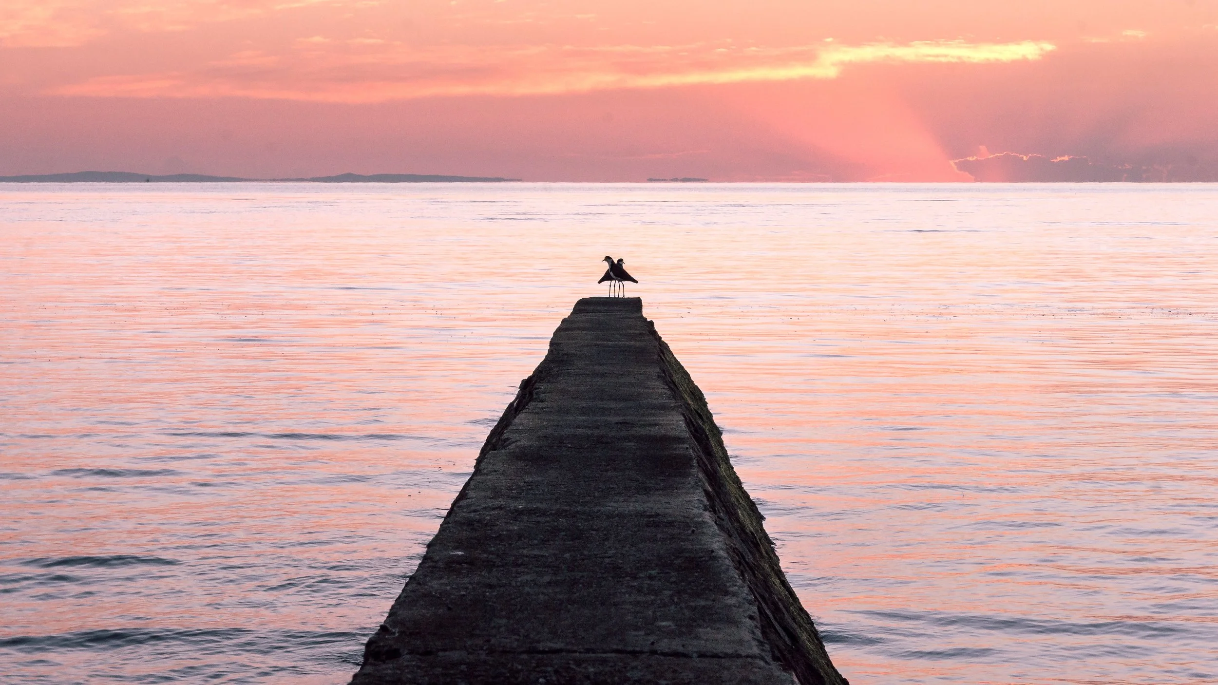 A Pair of Plovers at Dawn, Brighton, Brisbane, 2019