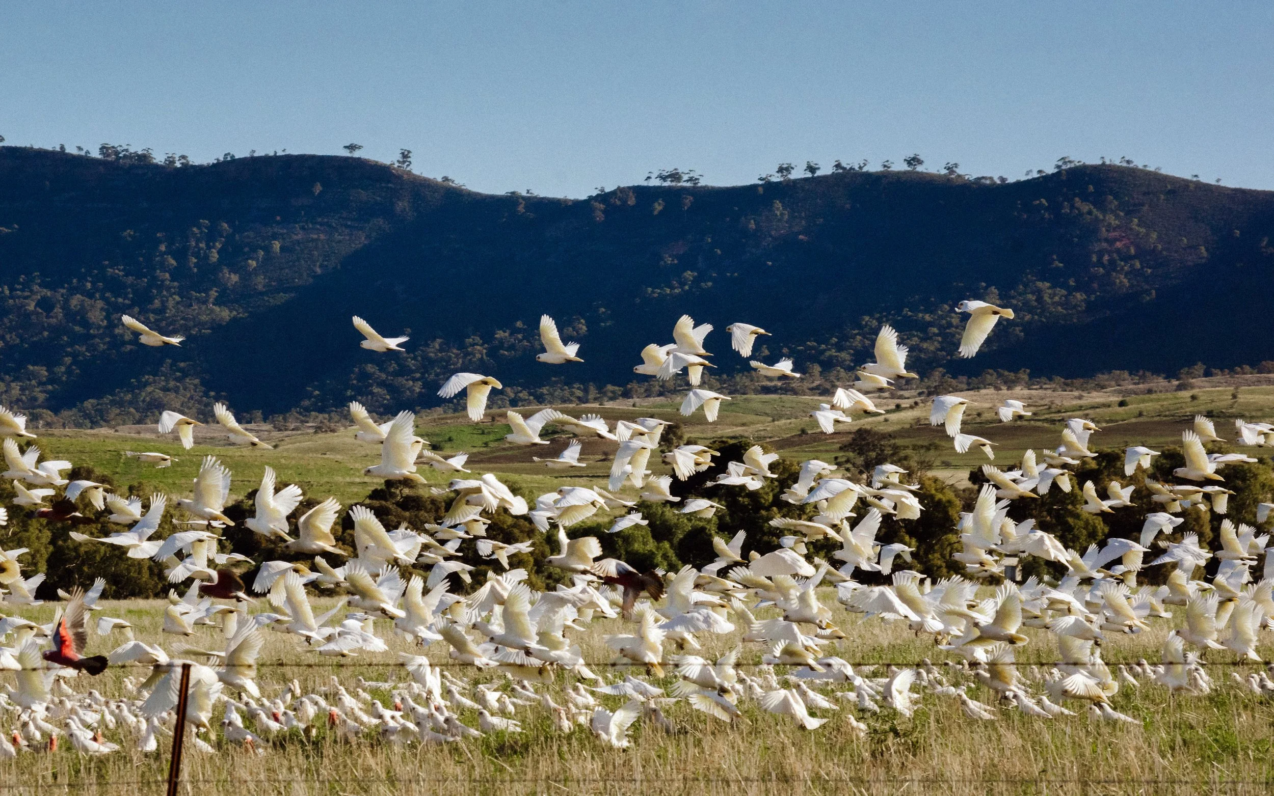 Corellas on the Move, Quorn, South Australia, 2023