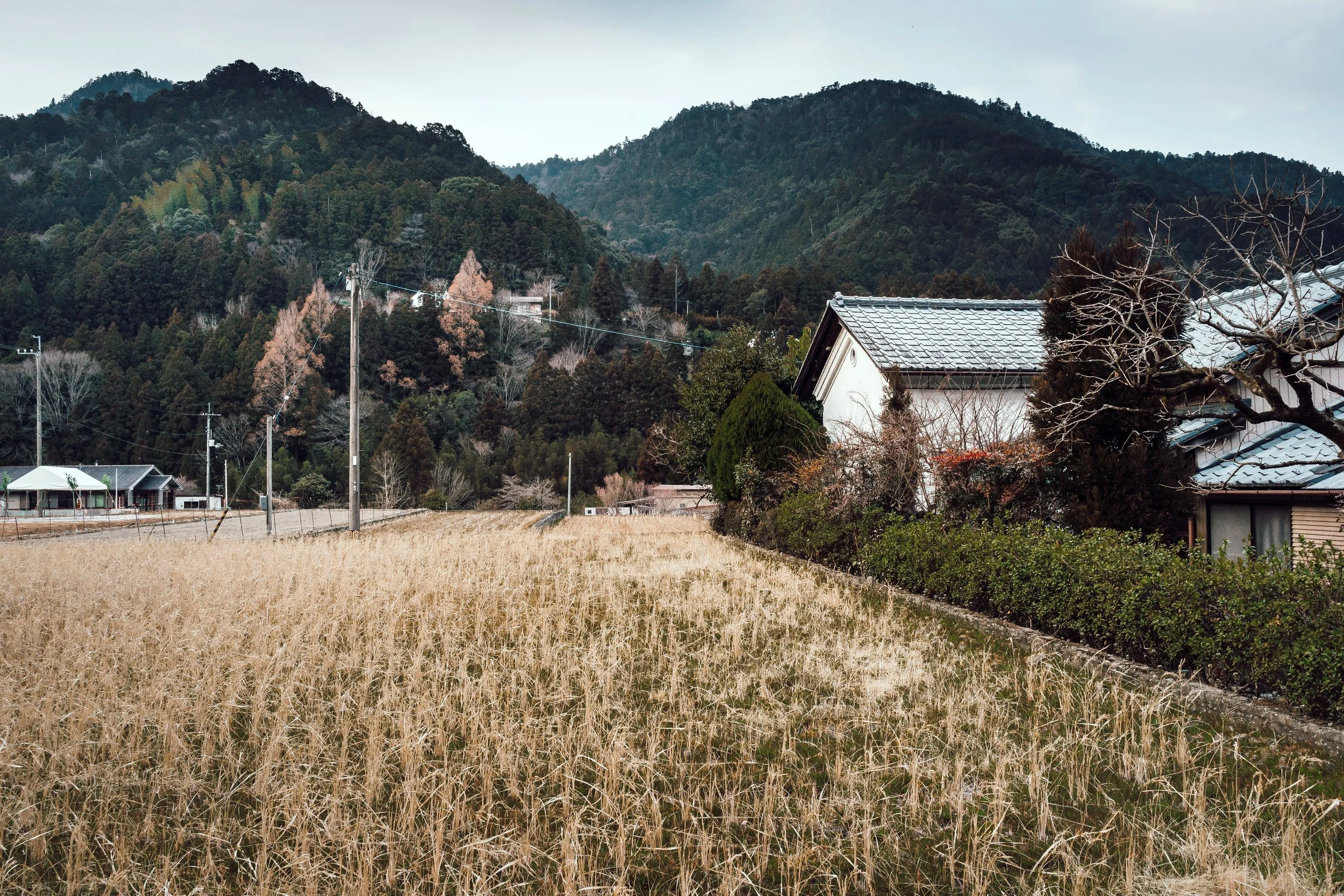 Peaceful Tokushima Farmland at Day's End, Japan, 2017