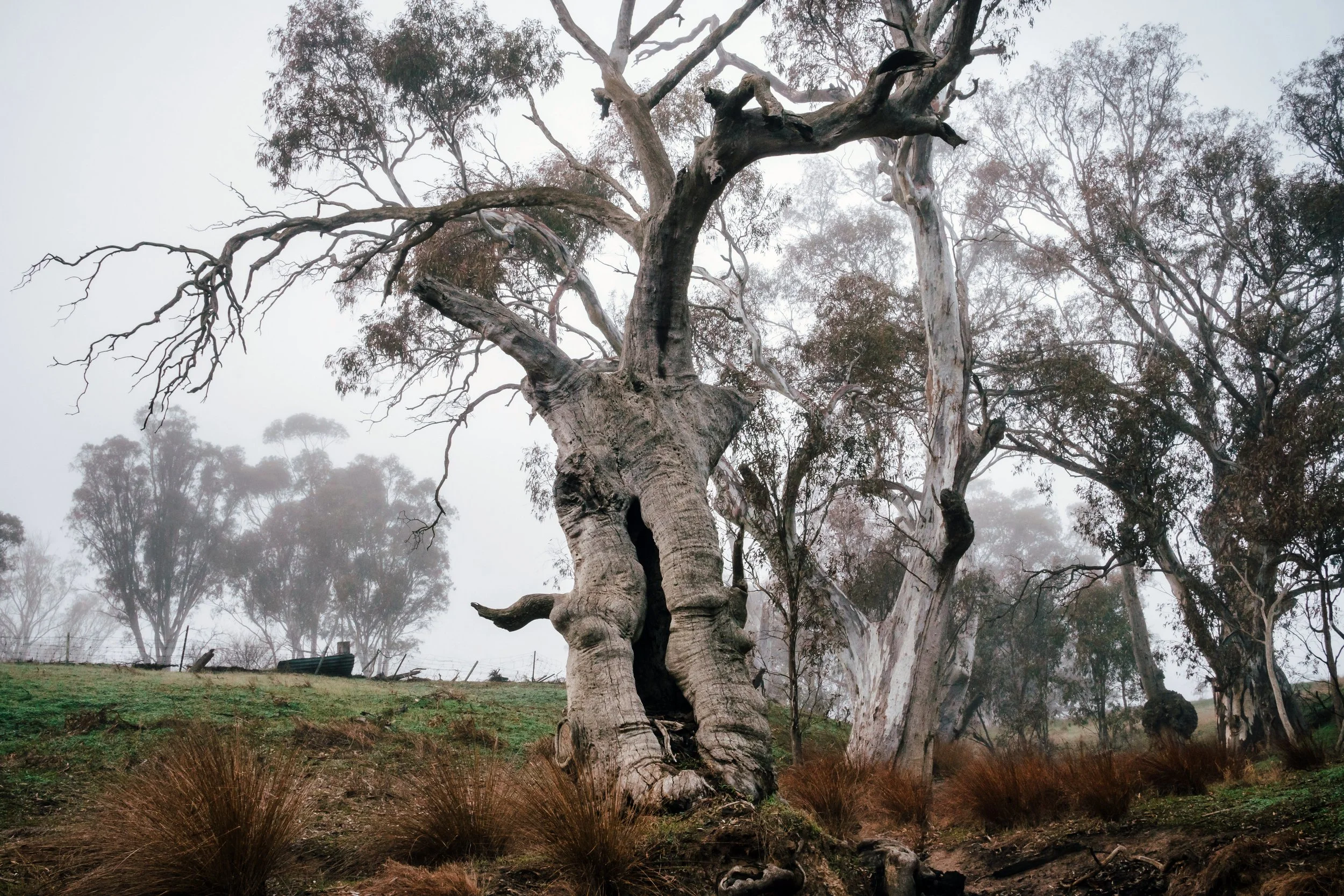 Old Gum on a Foggy Morning, Northwestern Victoria, 2025