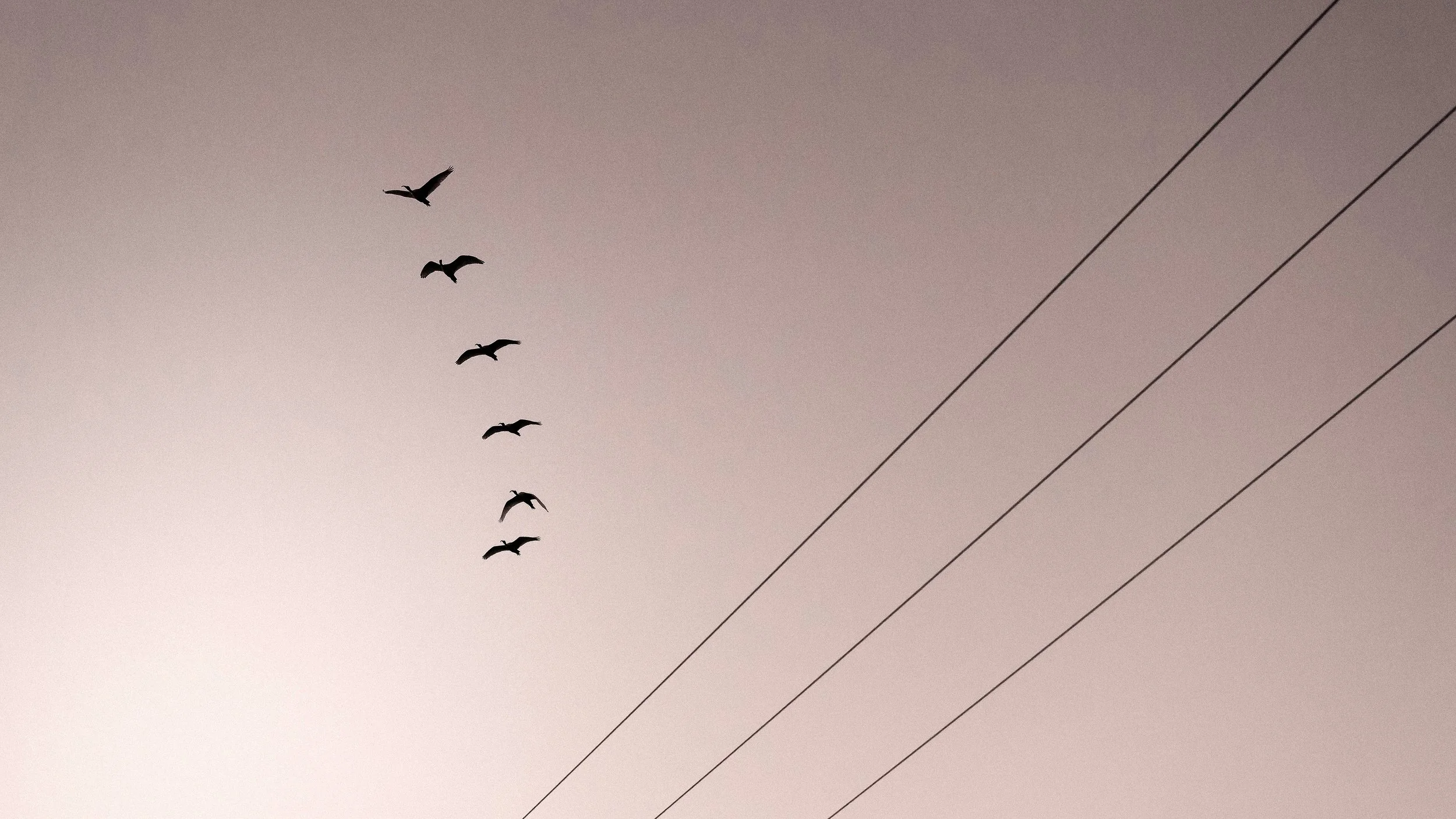 Ibises & Wires #2, Deagon, Brisbane, 2018