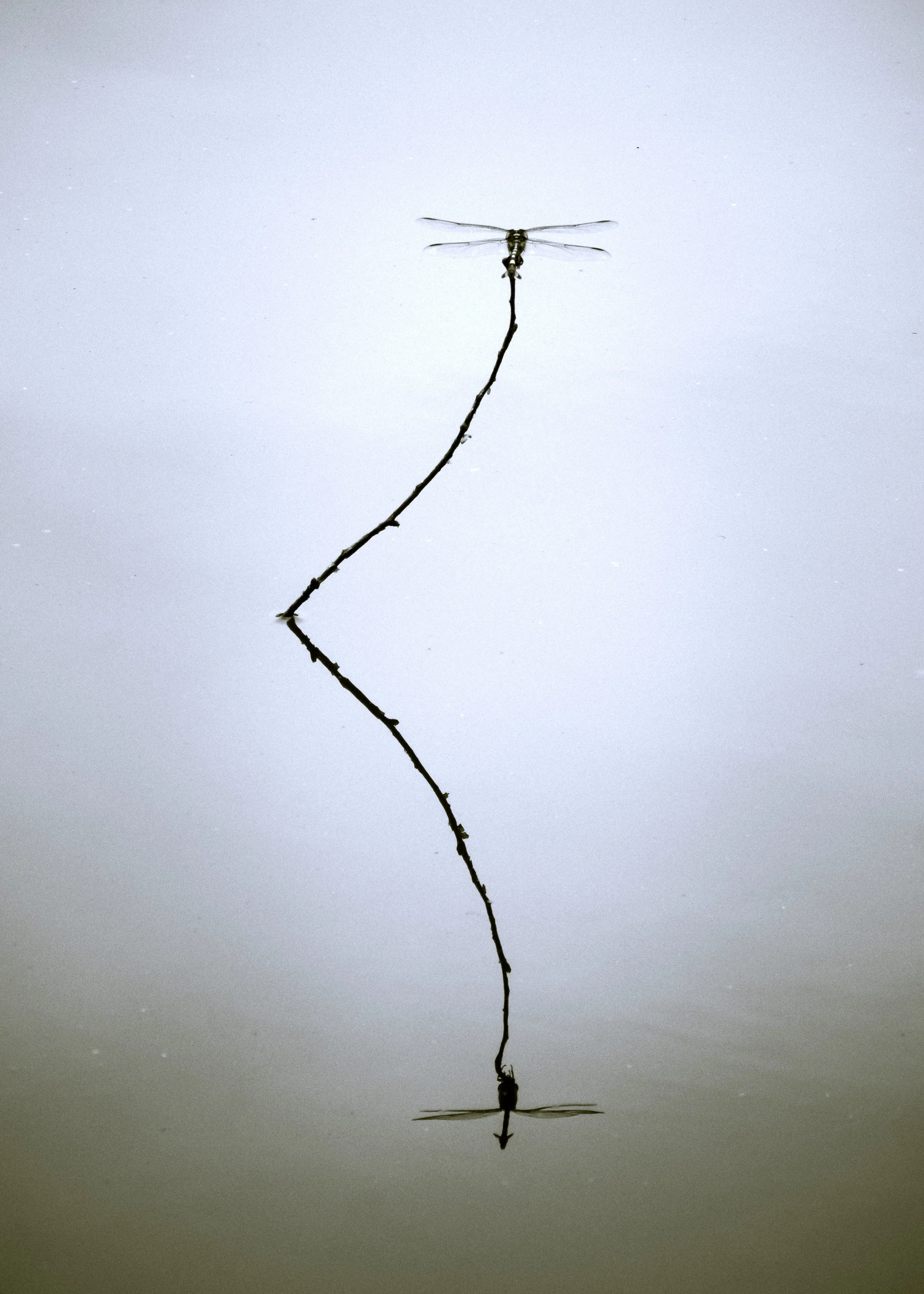 Resting Dragonfly, Tokyo, 2022