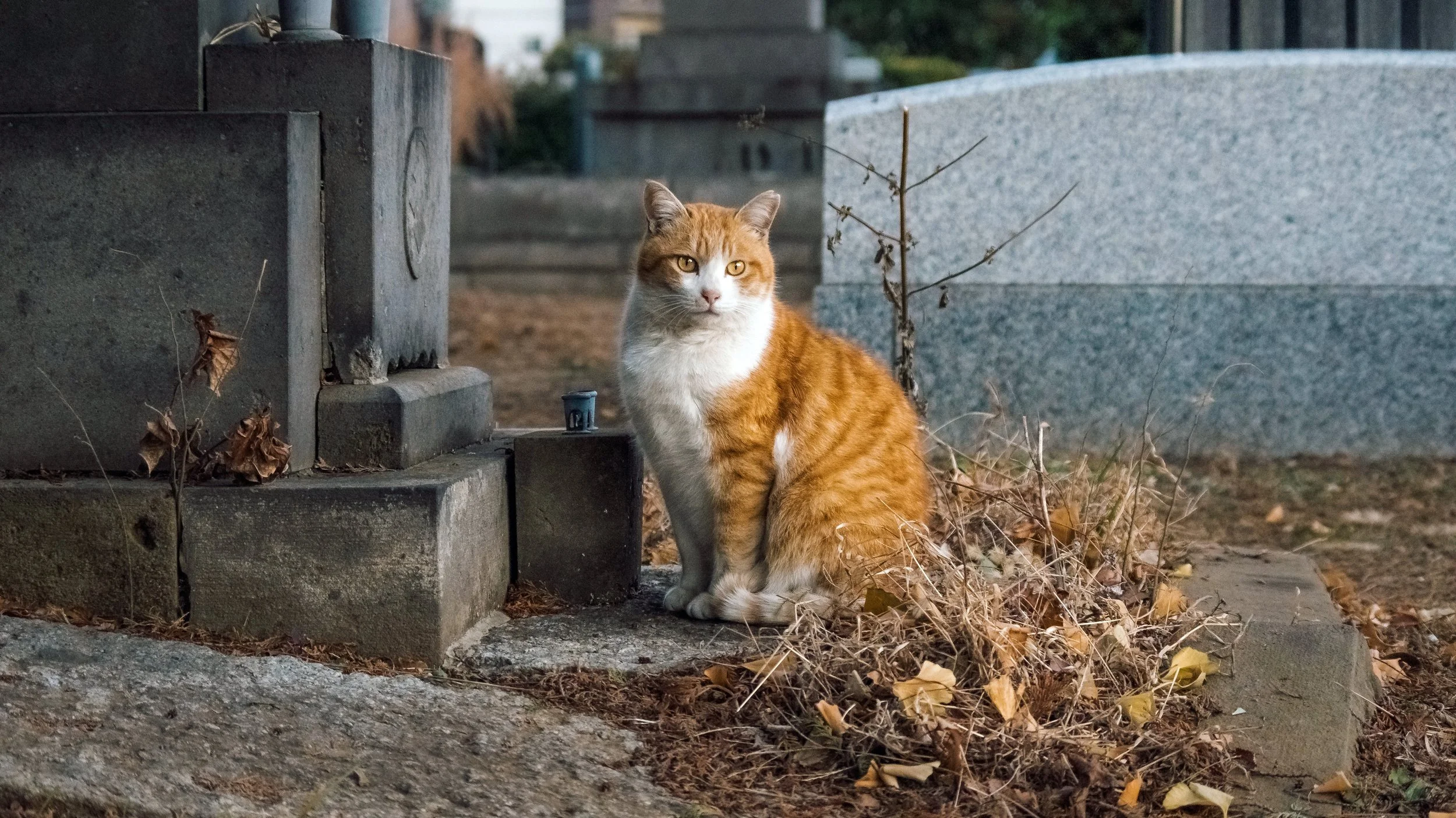 Pi-Chan: A New Year's Day Portrait, Tokyo, 2021